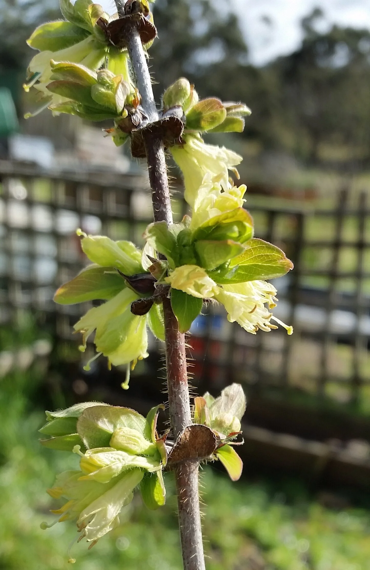 Blossoms are always in pairs