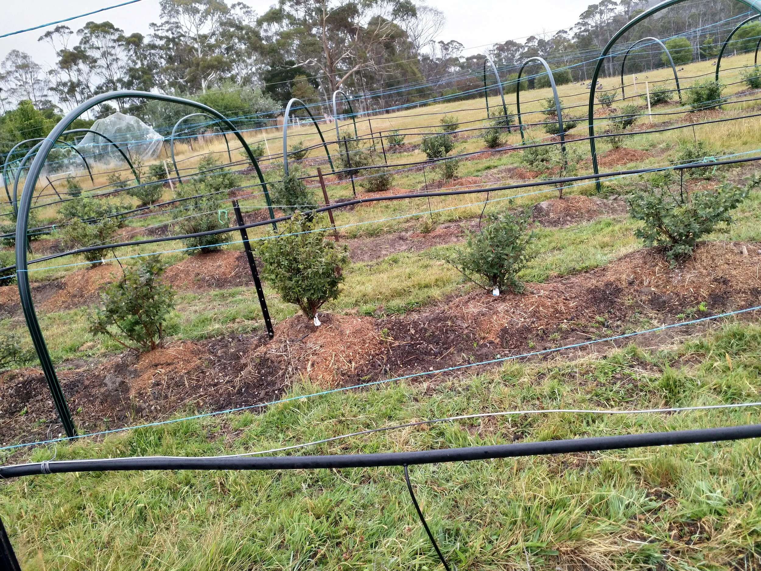 Our orchard in early days… the hoops are for bird netting