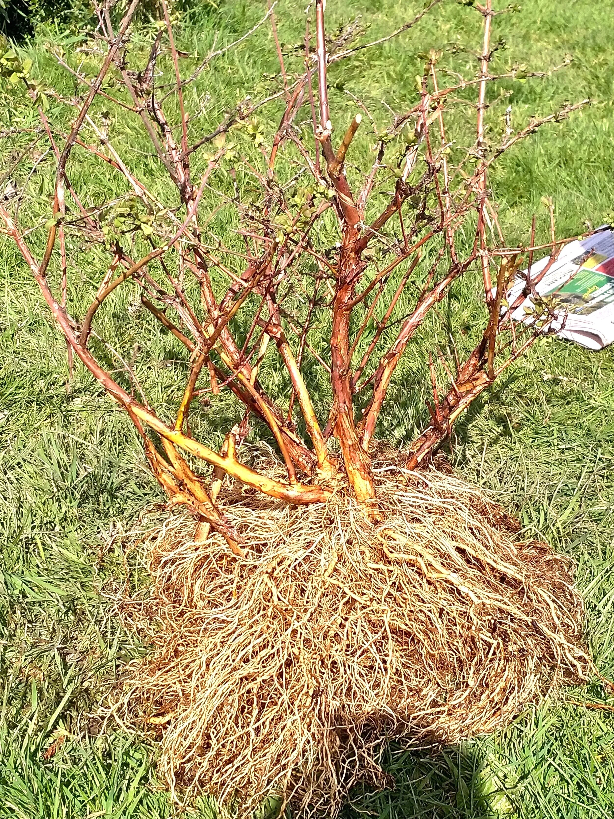 Haskaps develop an intense system of roots