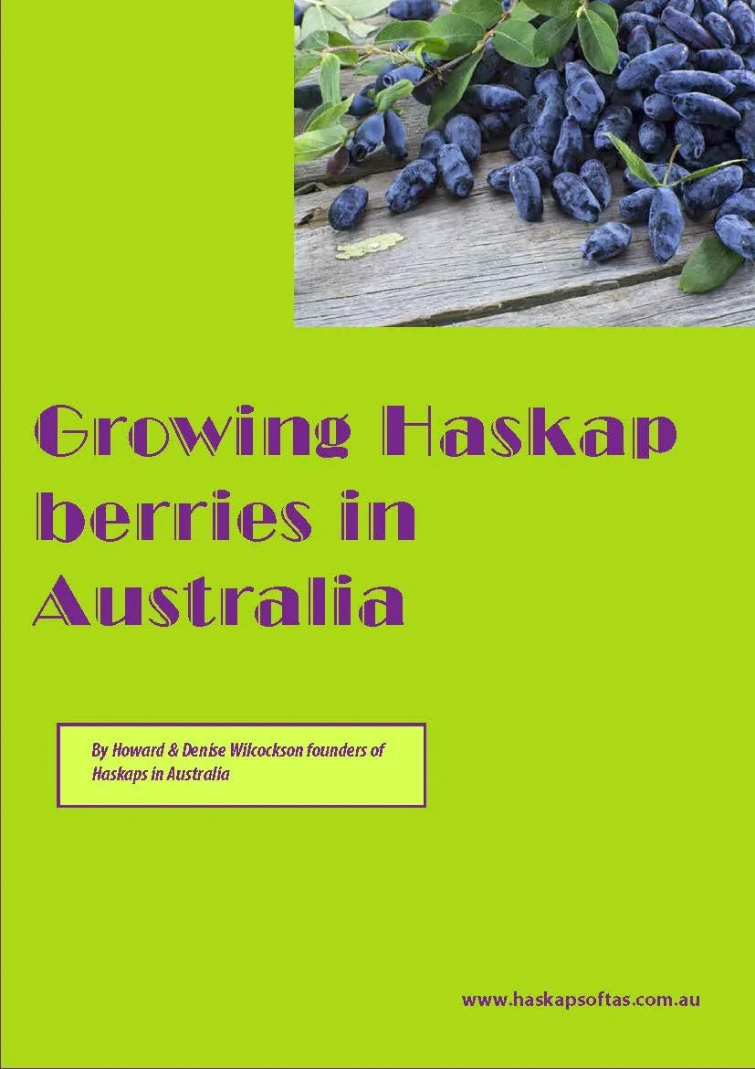 Growing Haskap berries in Australia