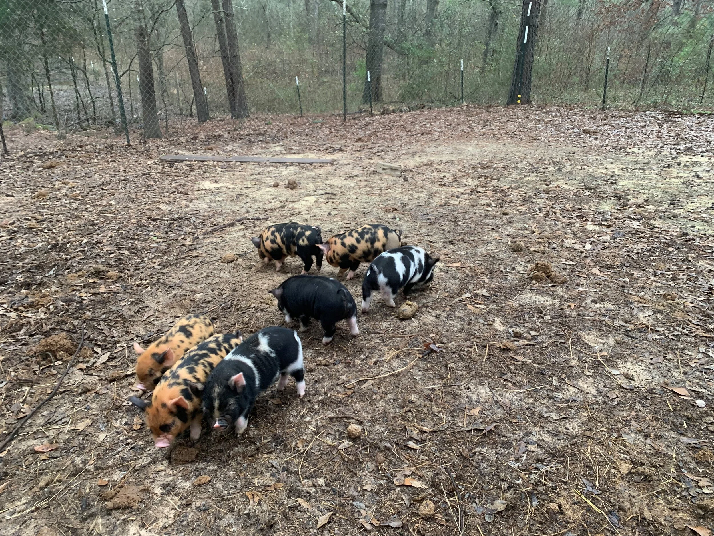 Piglets