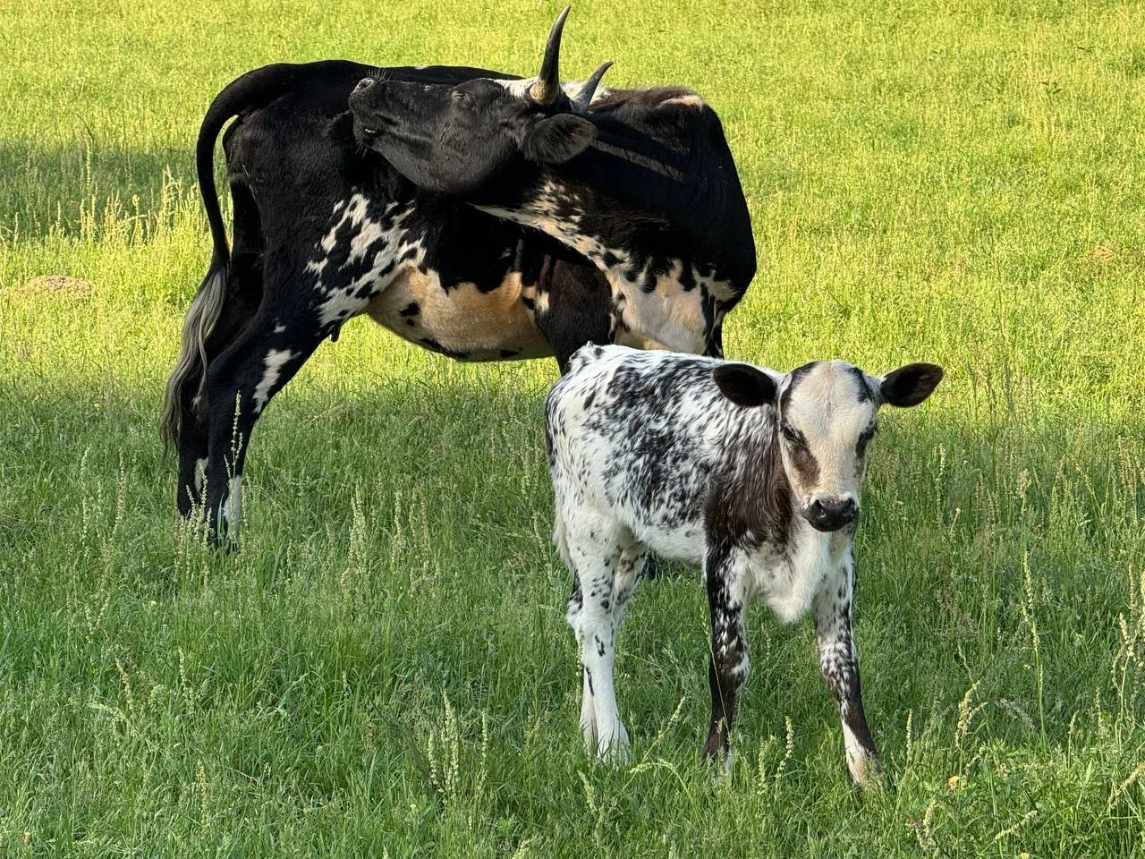 A black and white cow nuzzles a smaller, black and white calf in a grassy field.