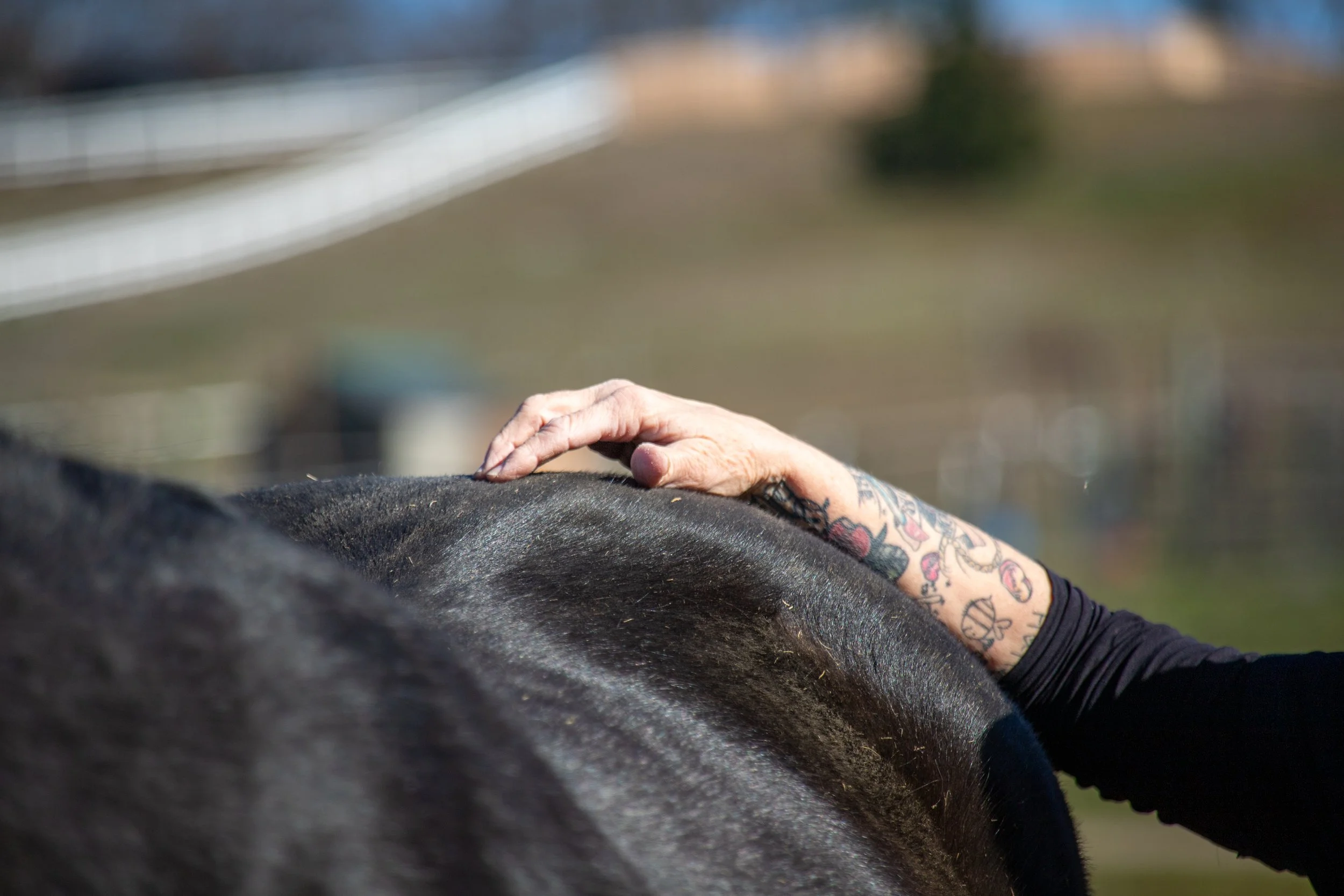 Masterson Method Equine Bodywork Session Gift Card