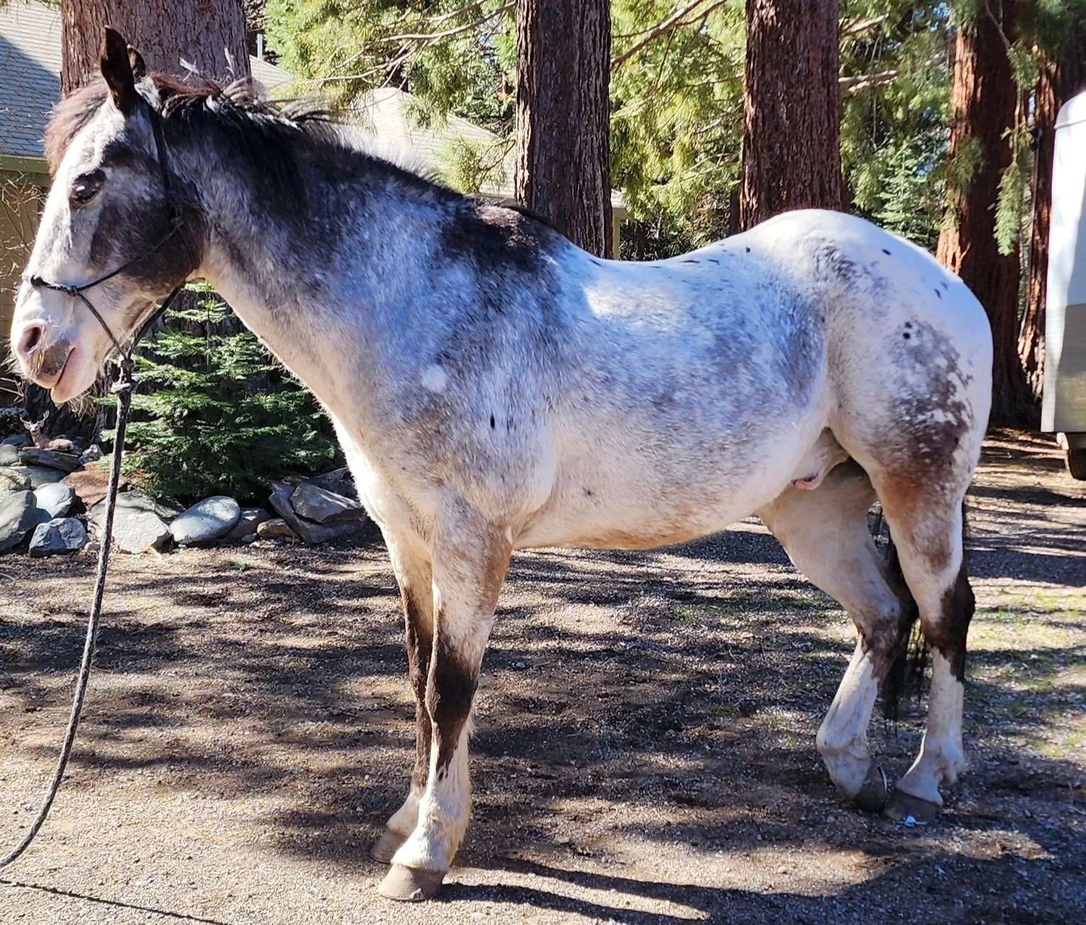 What horses are teaching me about listening.