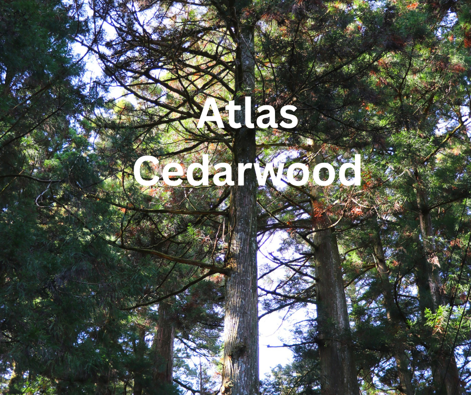 Atlas Cedarwood (1).png