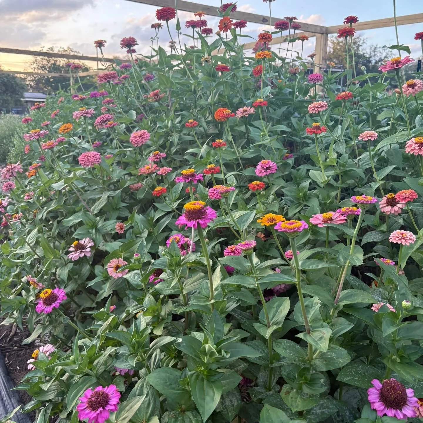 Colorful zinnia flowers in a garden grow under a wooden frame with a partly cloudy sky in the background.