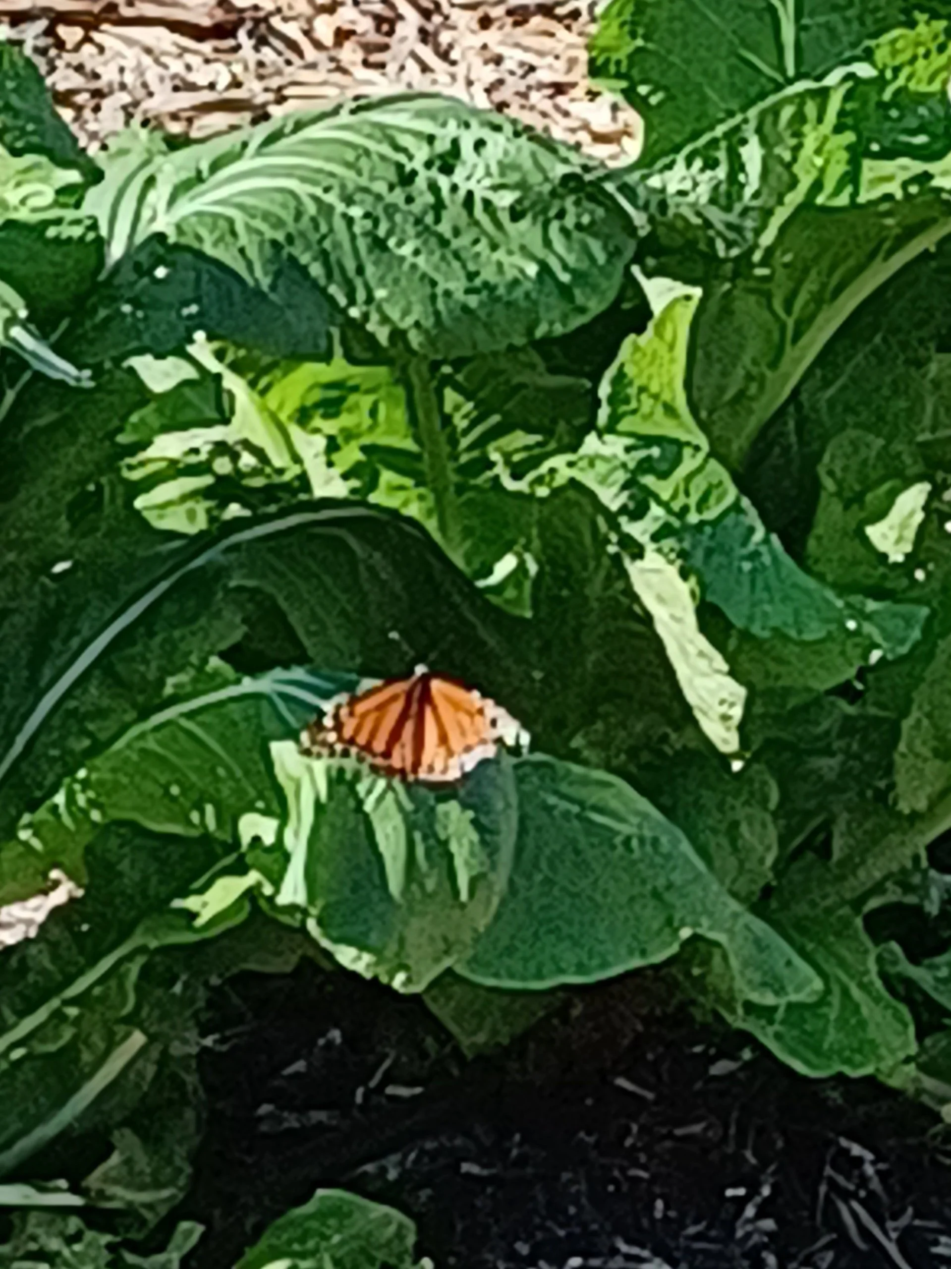 Beautiful butterfly visitor