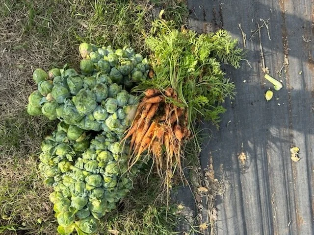 Carrots & Brussels Sprouts