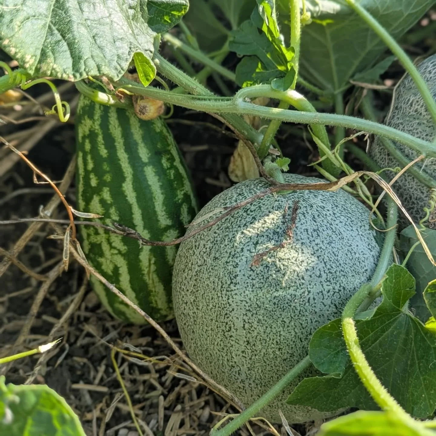 Close-up of a watermelon growing in a garden among green leaves and vines.