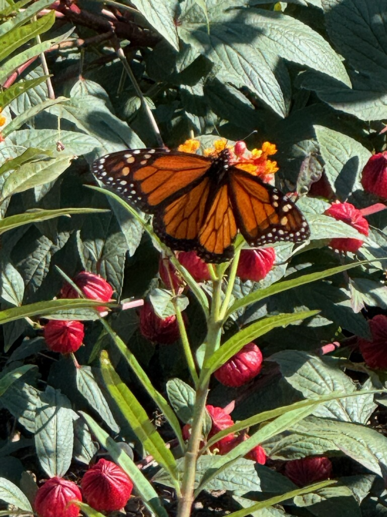 A Monarch butterfly resting on a bright orange and red flower among green leaves and red buds.