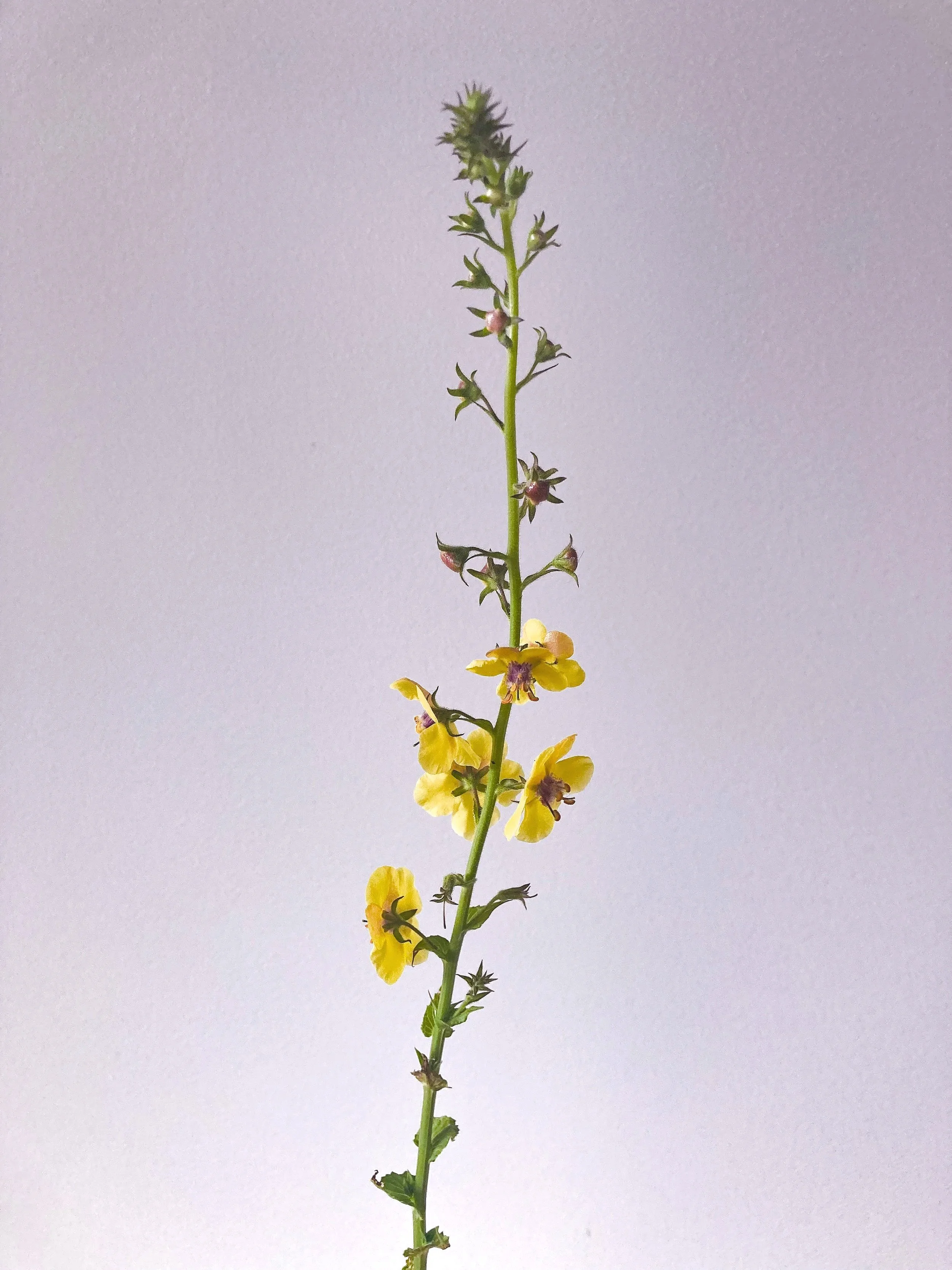 A tall green plant with small yellow flowers and some pink buds against a plain light-colored background.