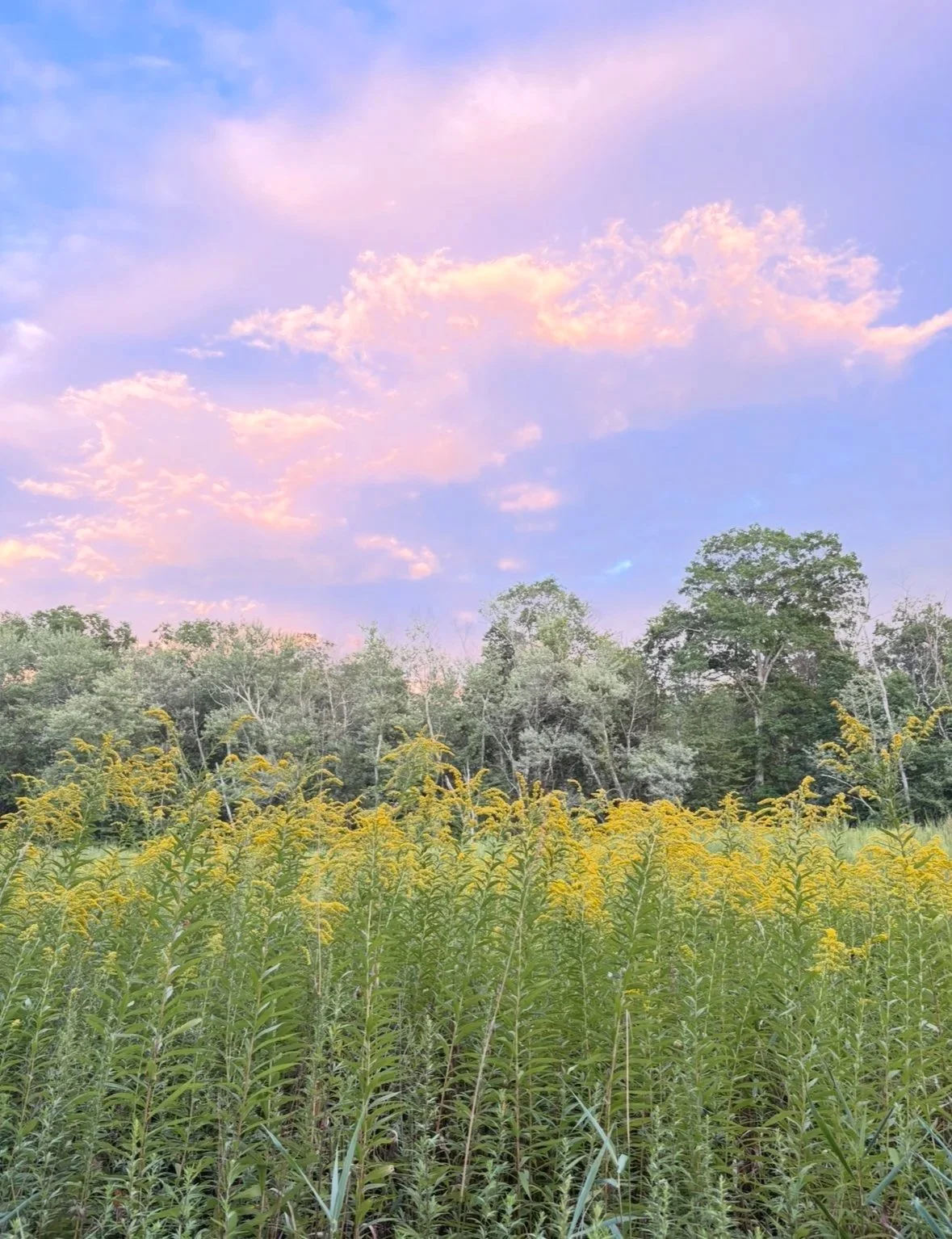 Field of yellow wildflowers with trees in the background and a pink and blue sky with clouds