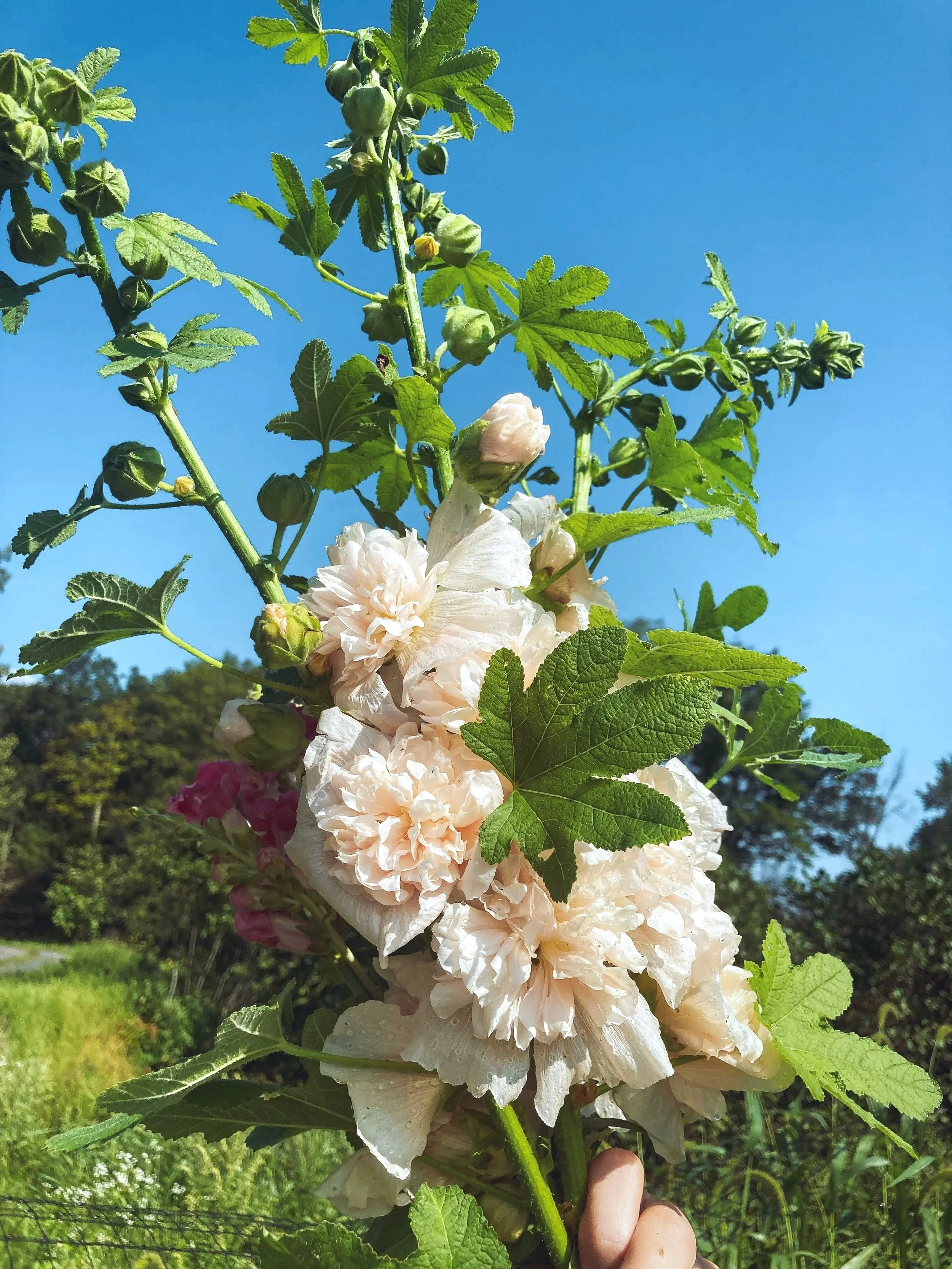 Close-up of a tall hollyhock plant with white and pink flowers, green leaves, and budding flowers against a bright blue sky.