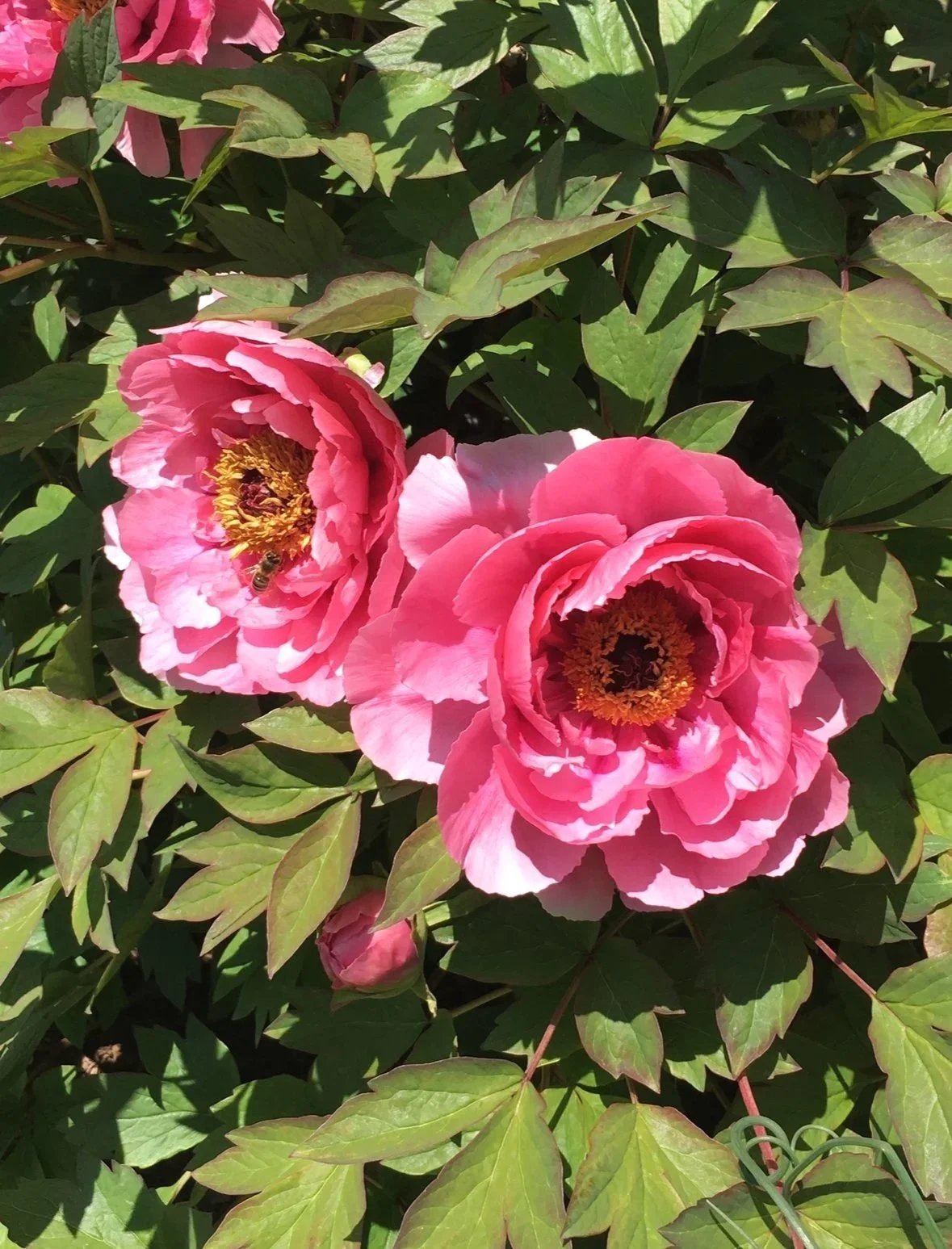 Two pink peony flowers blooming among green leaves, with one flower containing a bee.