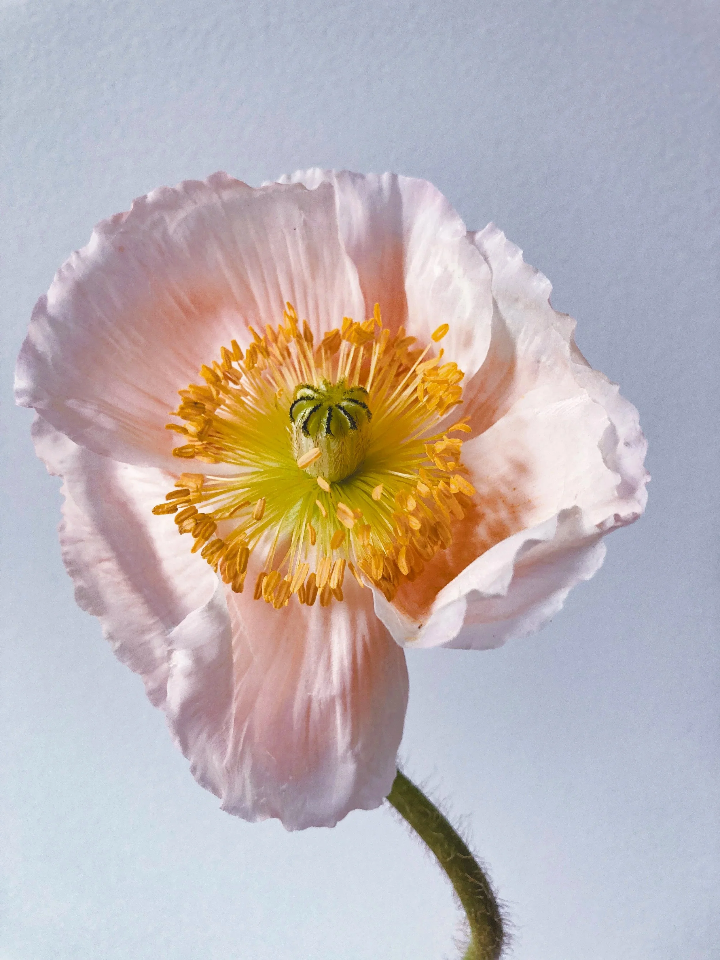 Close-up of a pale pink poppy flower with yellow and orange stamens, set against a light gray background.
