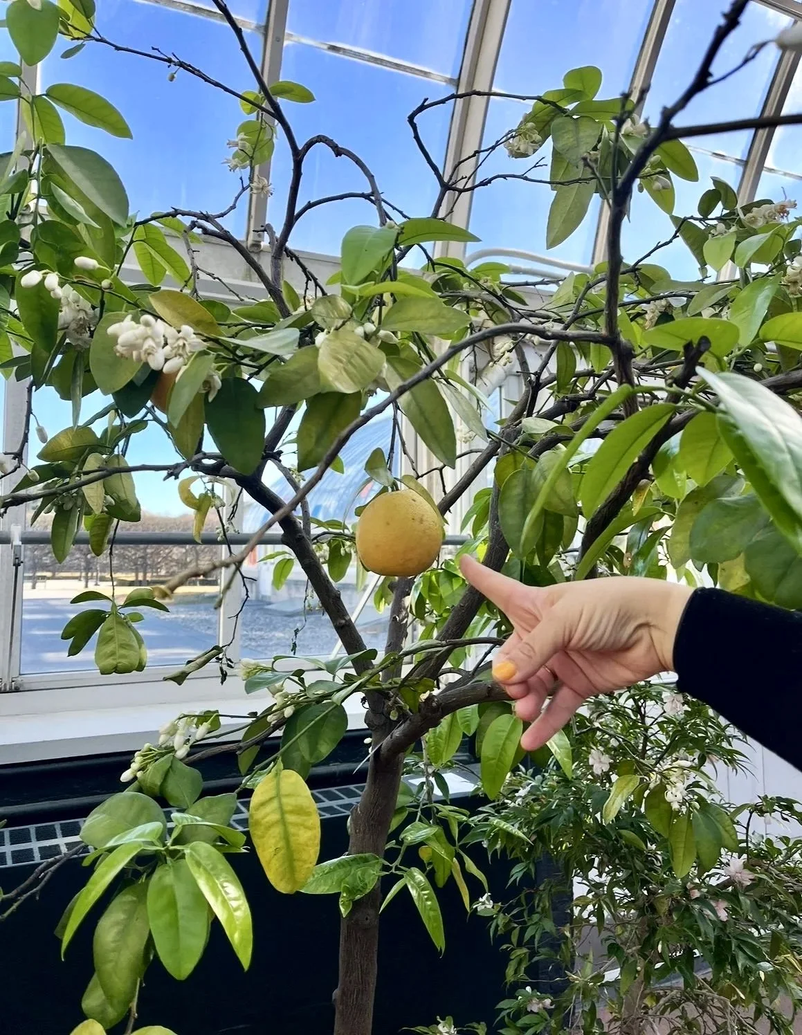 A person is touching a yellow citrus fruit growing on a small tree inside a greenhouse.