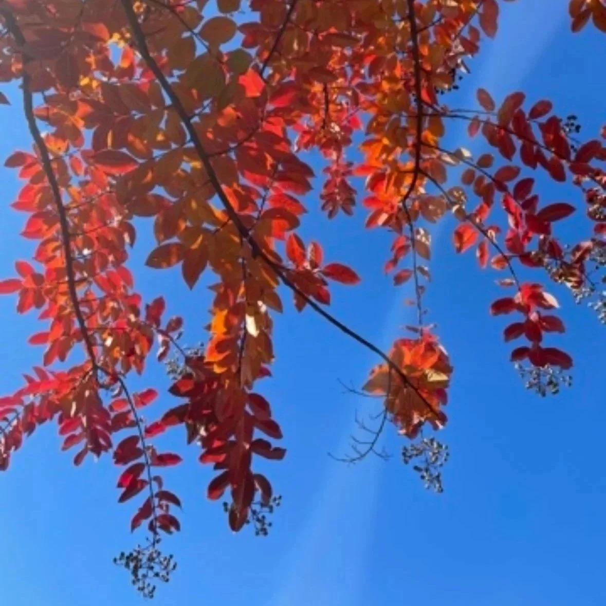 Close-up of a bunch of pink dahlias with water droplets on the petals, outdoors with green grass and trees in the background.