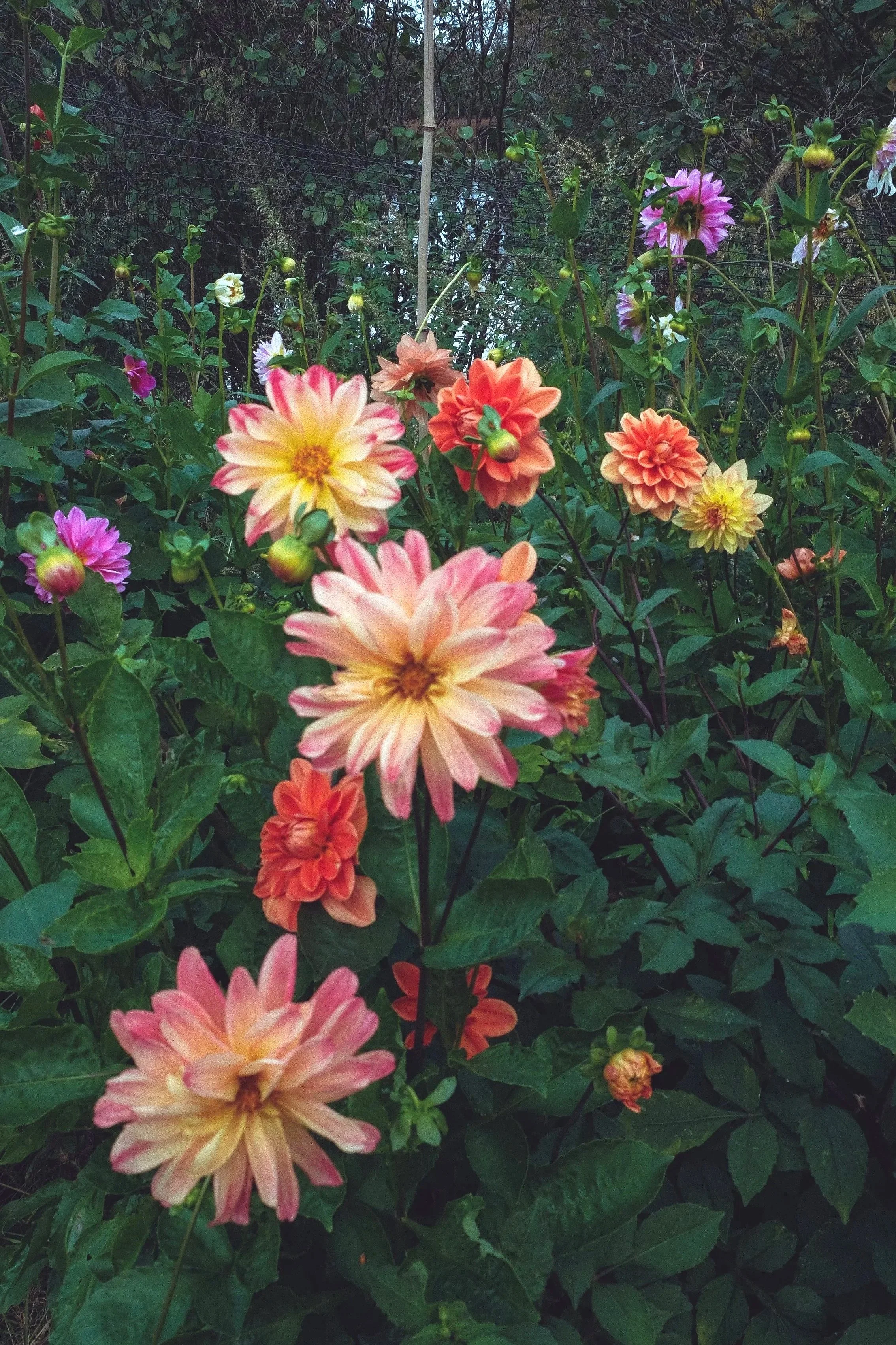 Colorful garden with various blooming dahlias in shades of pink, orange, and yellow surrounded by green leaves.