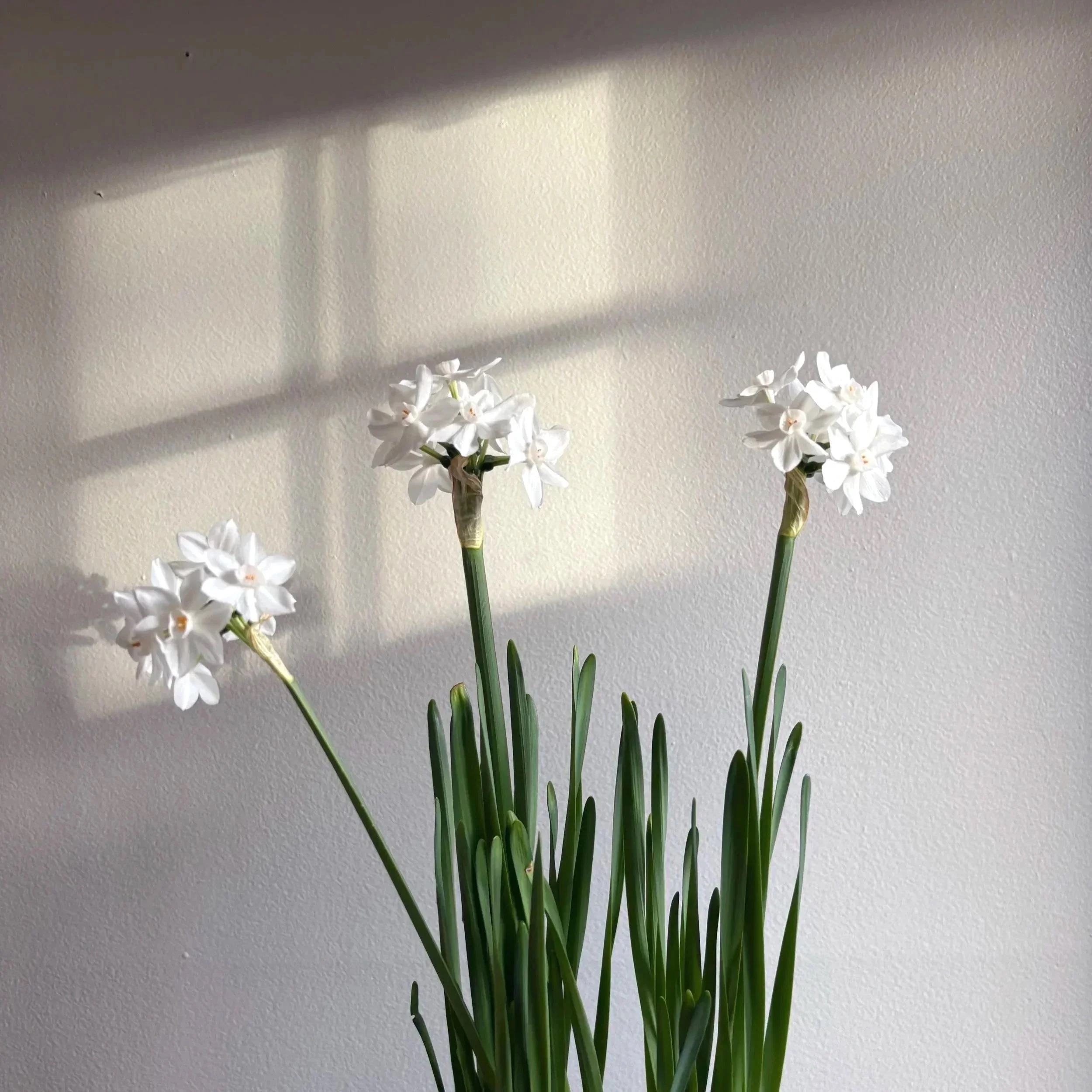 White hyacinth flowers in bloom against a beige wall with shadows from window panes.
