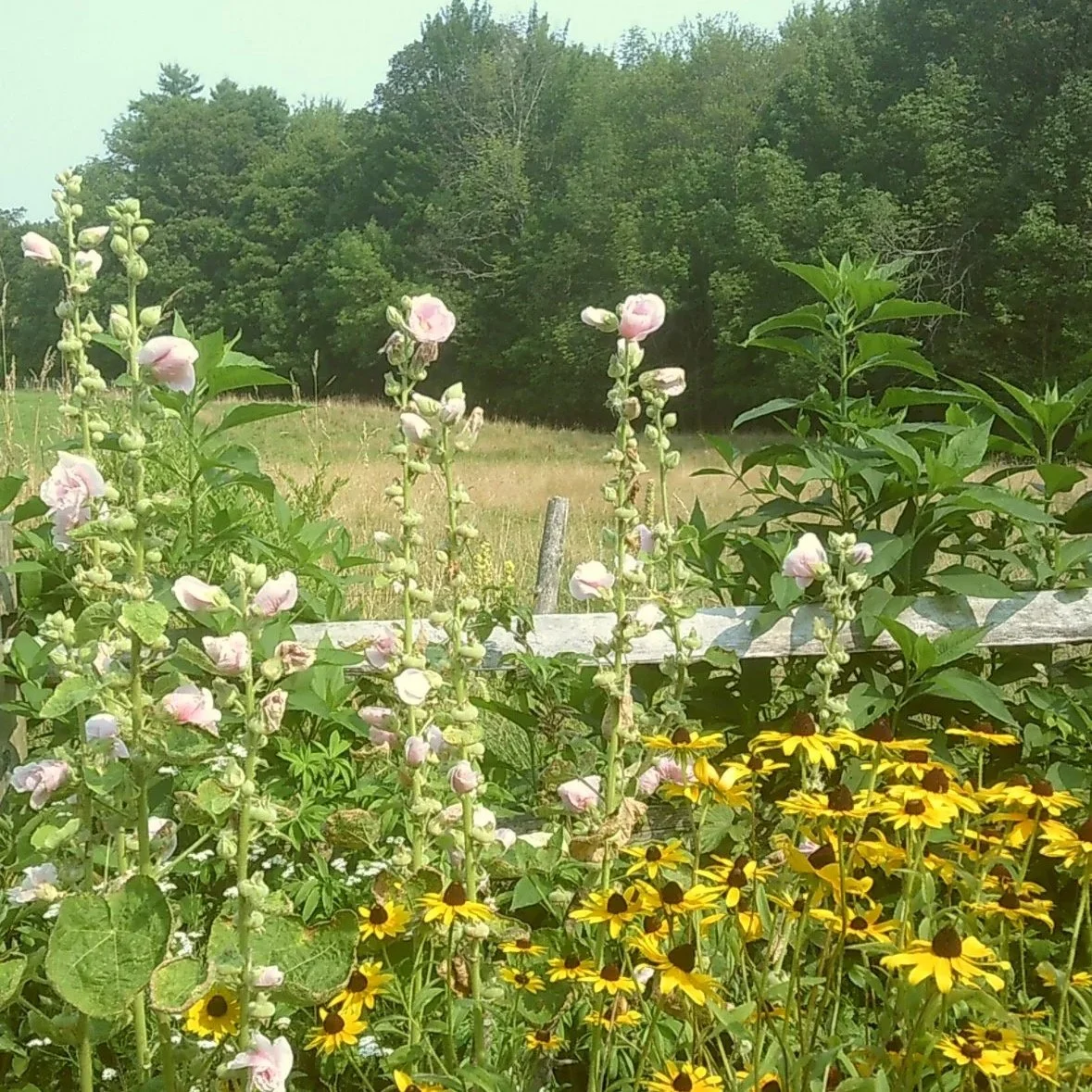 A garden with pink flowering plants and black-eyed Susan flowers, with trees in the background and a wooden fence in the foreground.