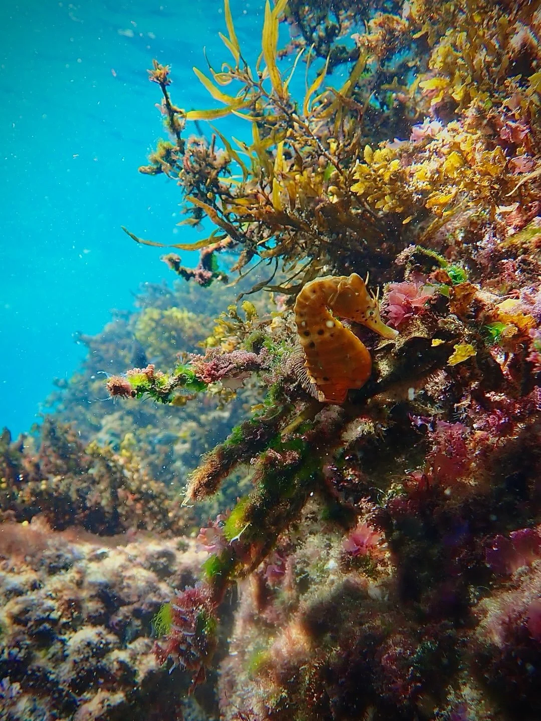 Monday lunchtime dream snorkel with @narooma_underwater