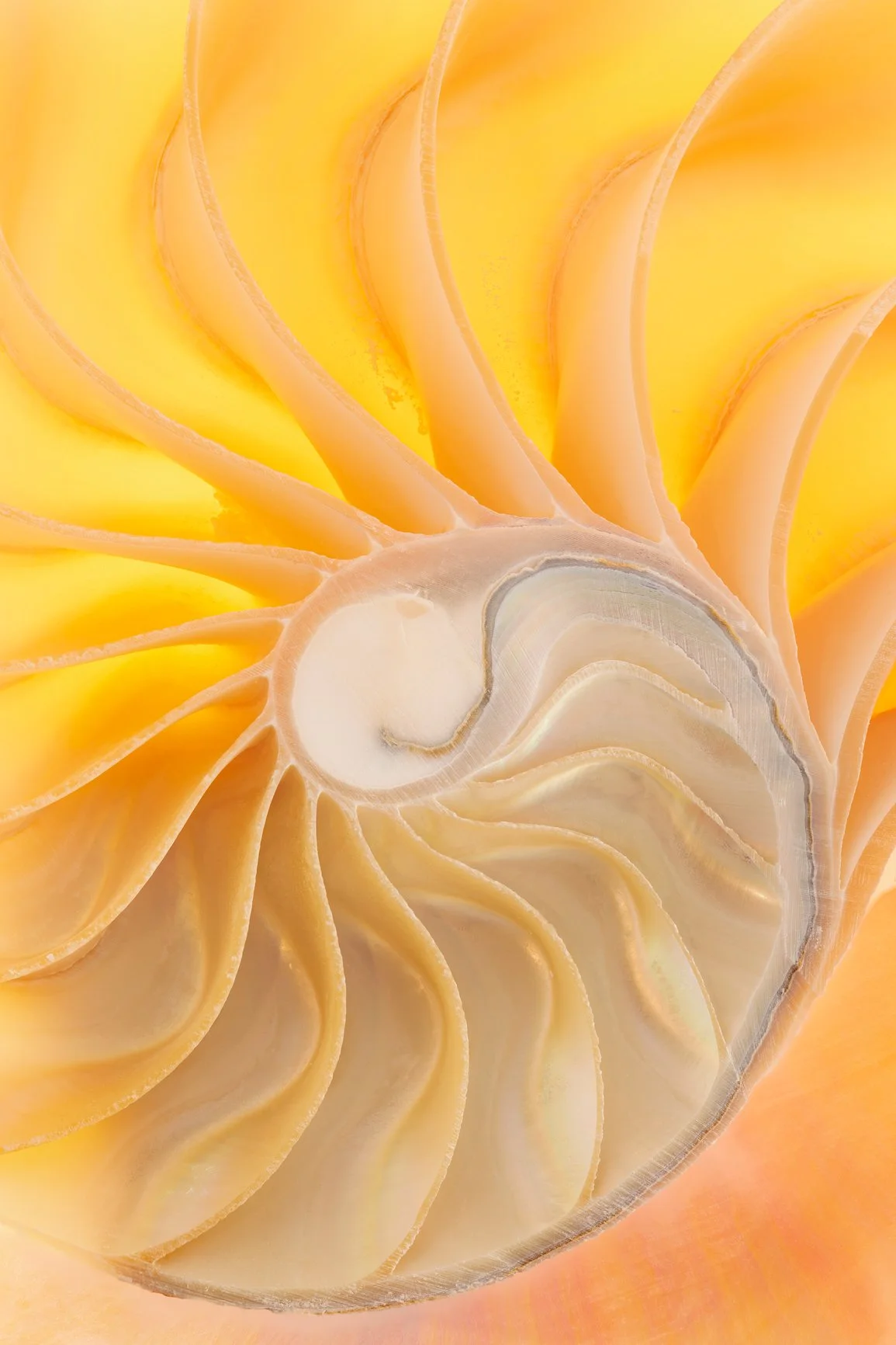 Close-up of a nautilus shell revealing its golden spiral chambers.