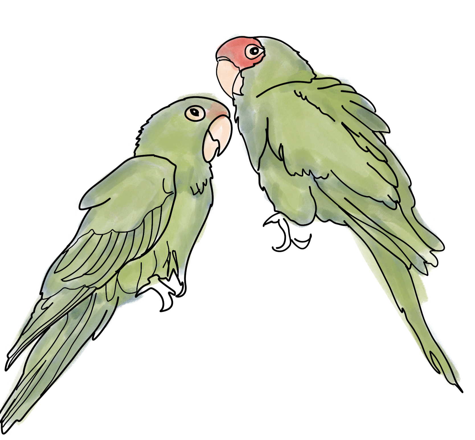 Two green parrots with pink faces facing each other, perched on an unseen branch.