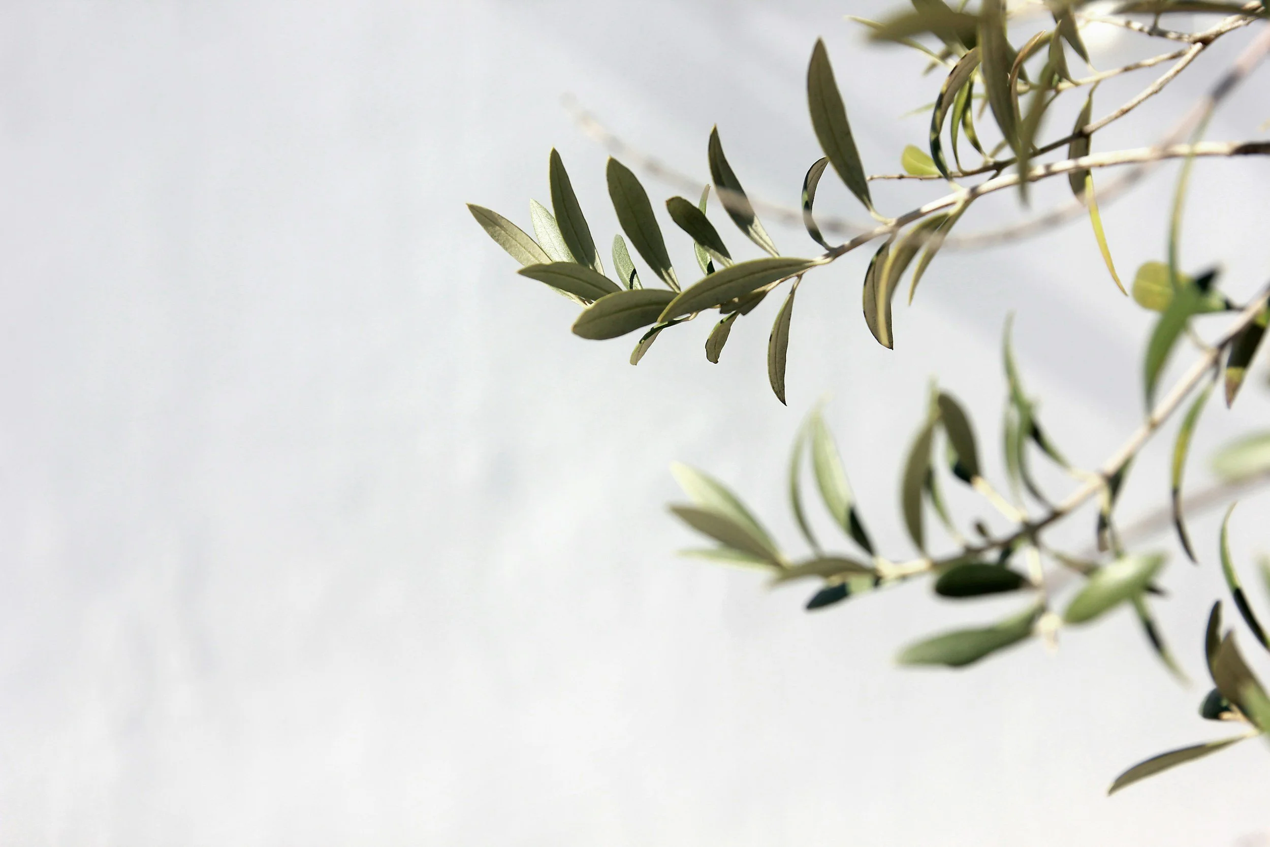 Close-up of green olive branches and leaves against a light background. Signifying reaching out, connection, growth. Rosewell health annual visit
