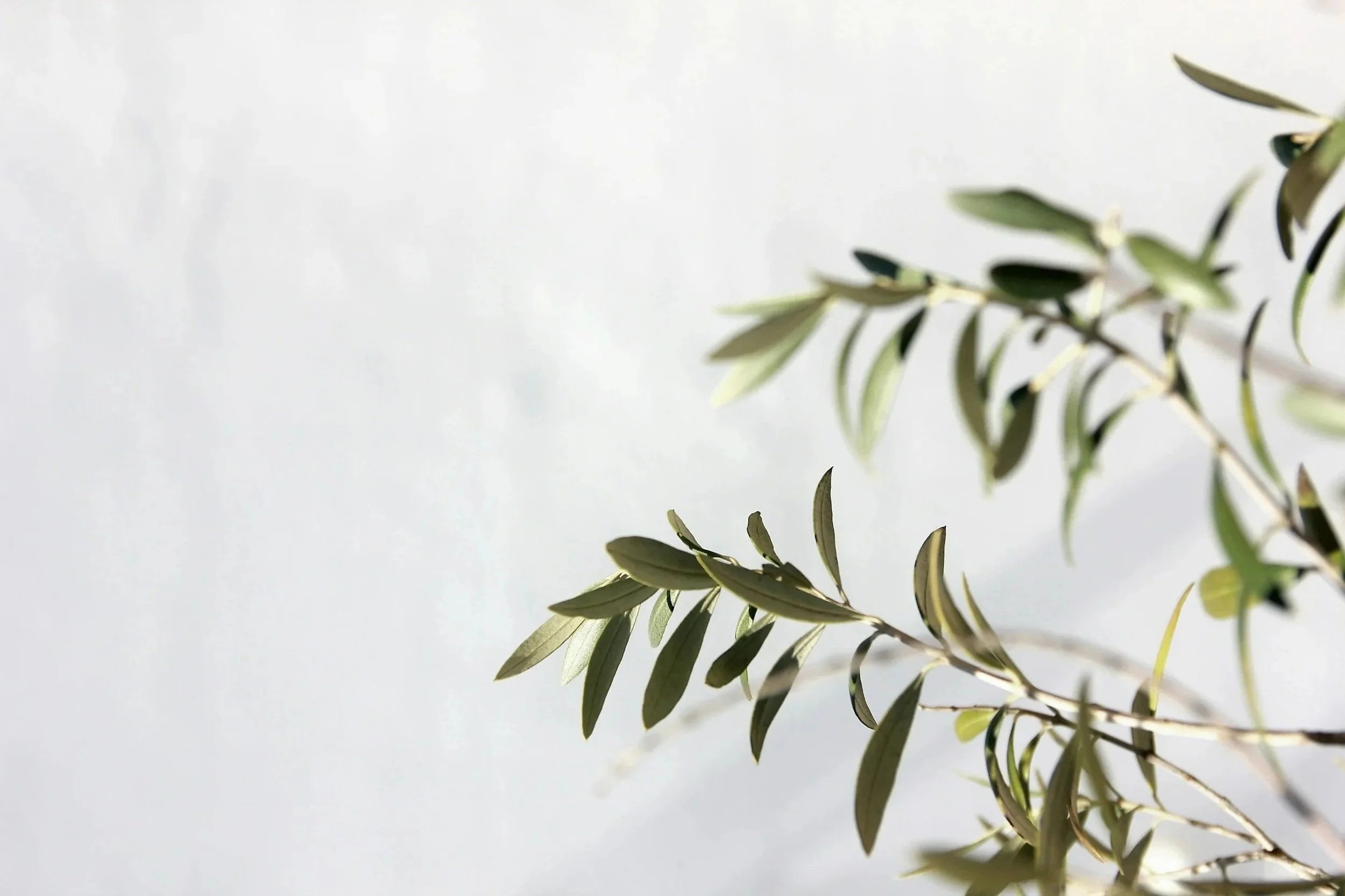 Close-up of green olive tree leaves against a light gray background.
