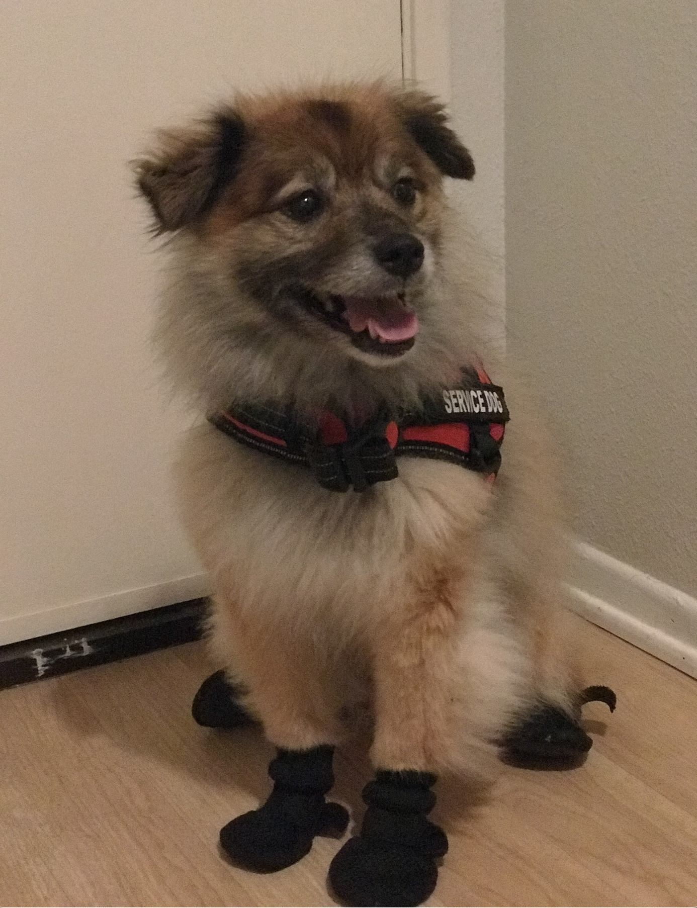 Lobo, the practice’s service dog