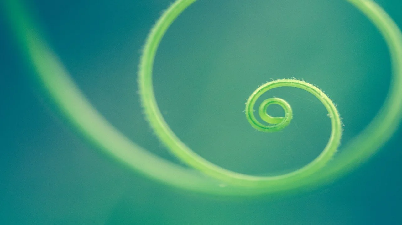 Close-up of a green plant curl in a spiral pattern.