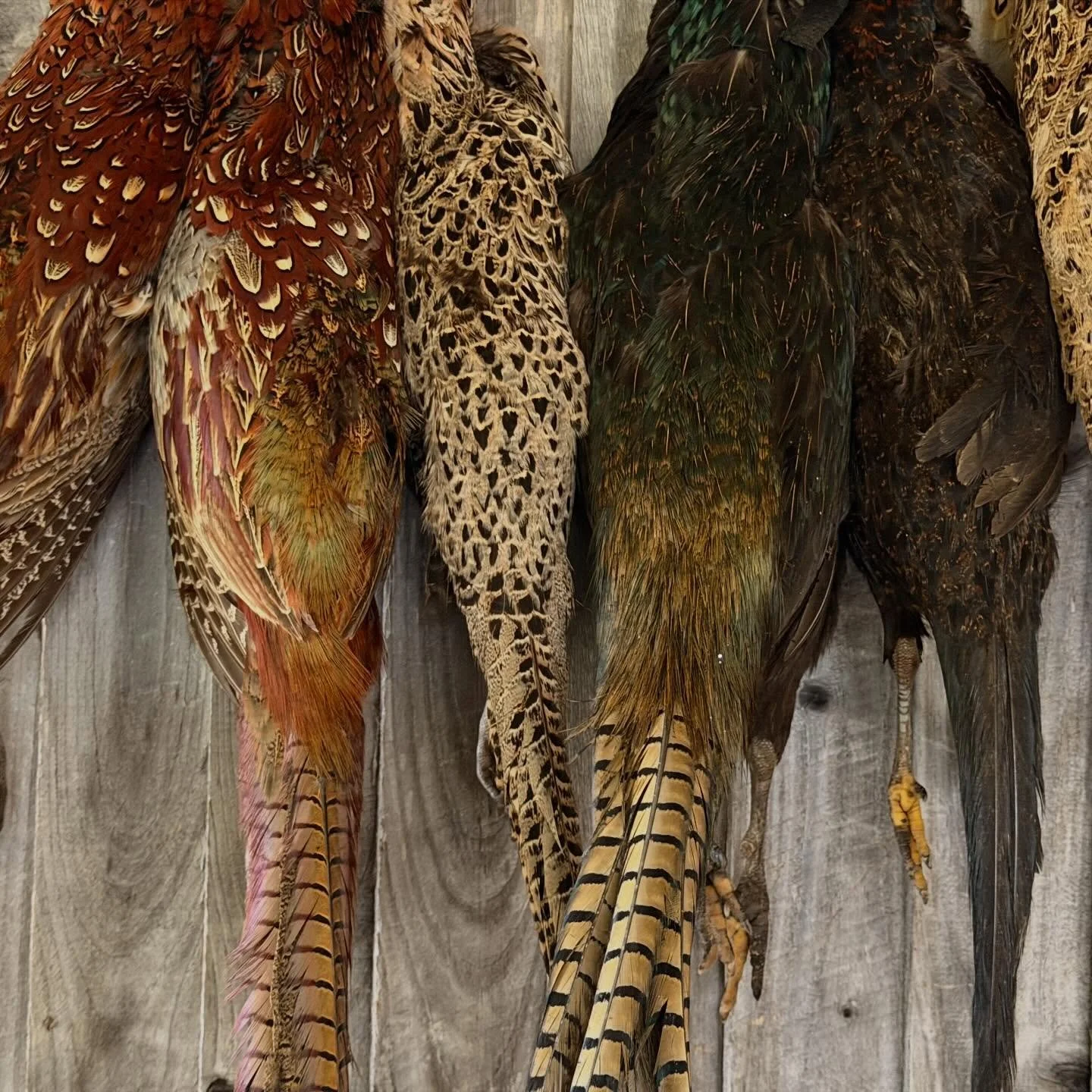 With the game bird season drawing to a close, we&rsquo;re making the most of the countryside&rsquo;s finest on our menus.

- Bacon-wrapped stuffed pheasant, pheasant leg Bon Bon, puy lentils and carrot puree.
- Wild duck breast, red cabbage pur&eacut