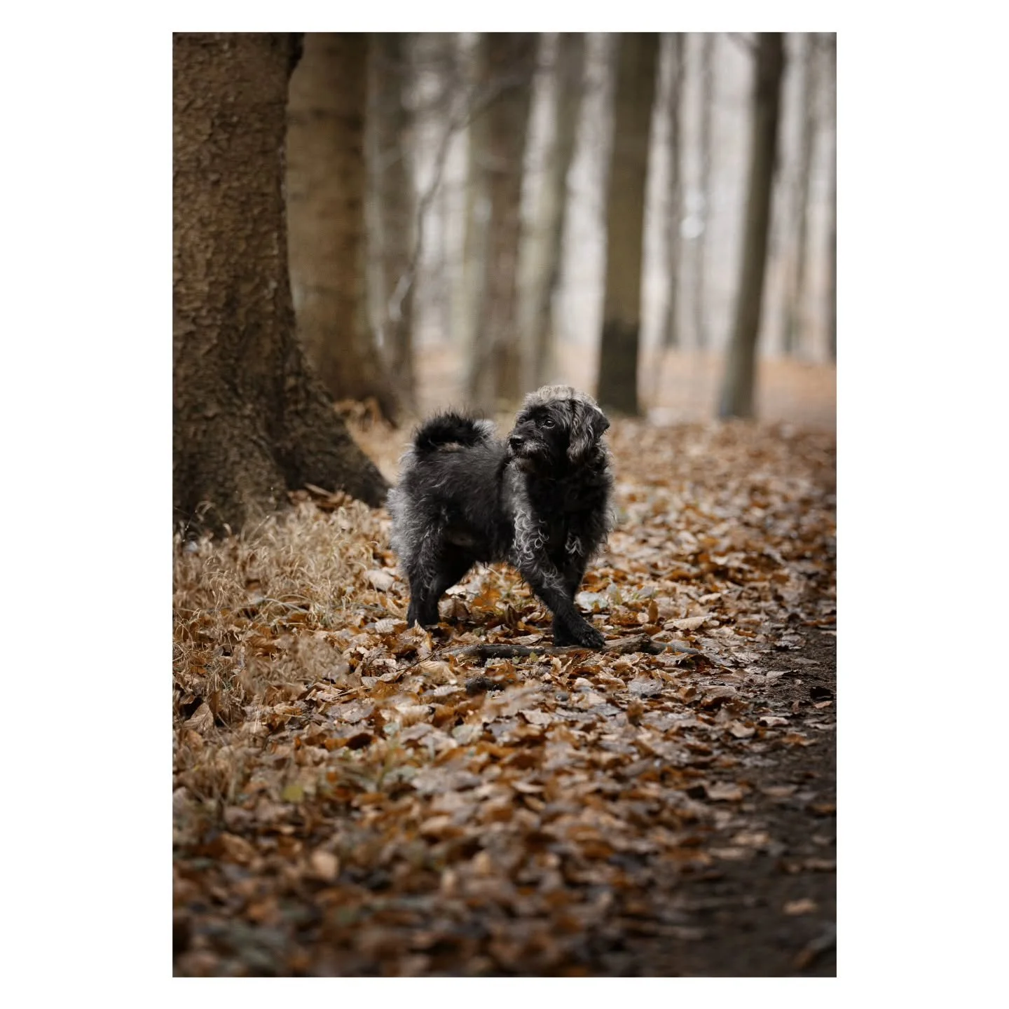Meet Charlie 🐾

A beautiful woodland session filled with curiosity, character, and plenty of charm.

Capturing dogs as they are is always the goal.

#dogphotography #petphotography #dogportrait #petportrait #dogsofinstagram photographer aksfeltholmp
