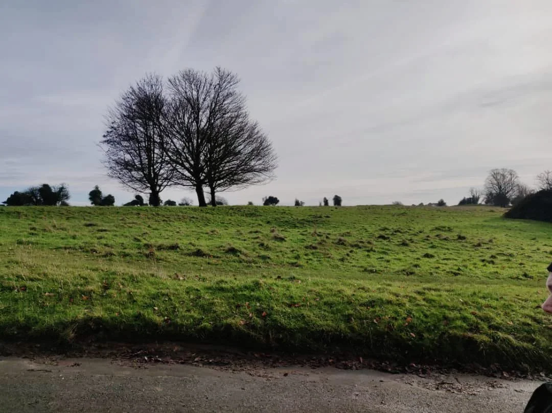 A grassy hill with two leafless trees on top against a cloudy sky.