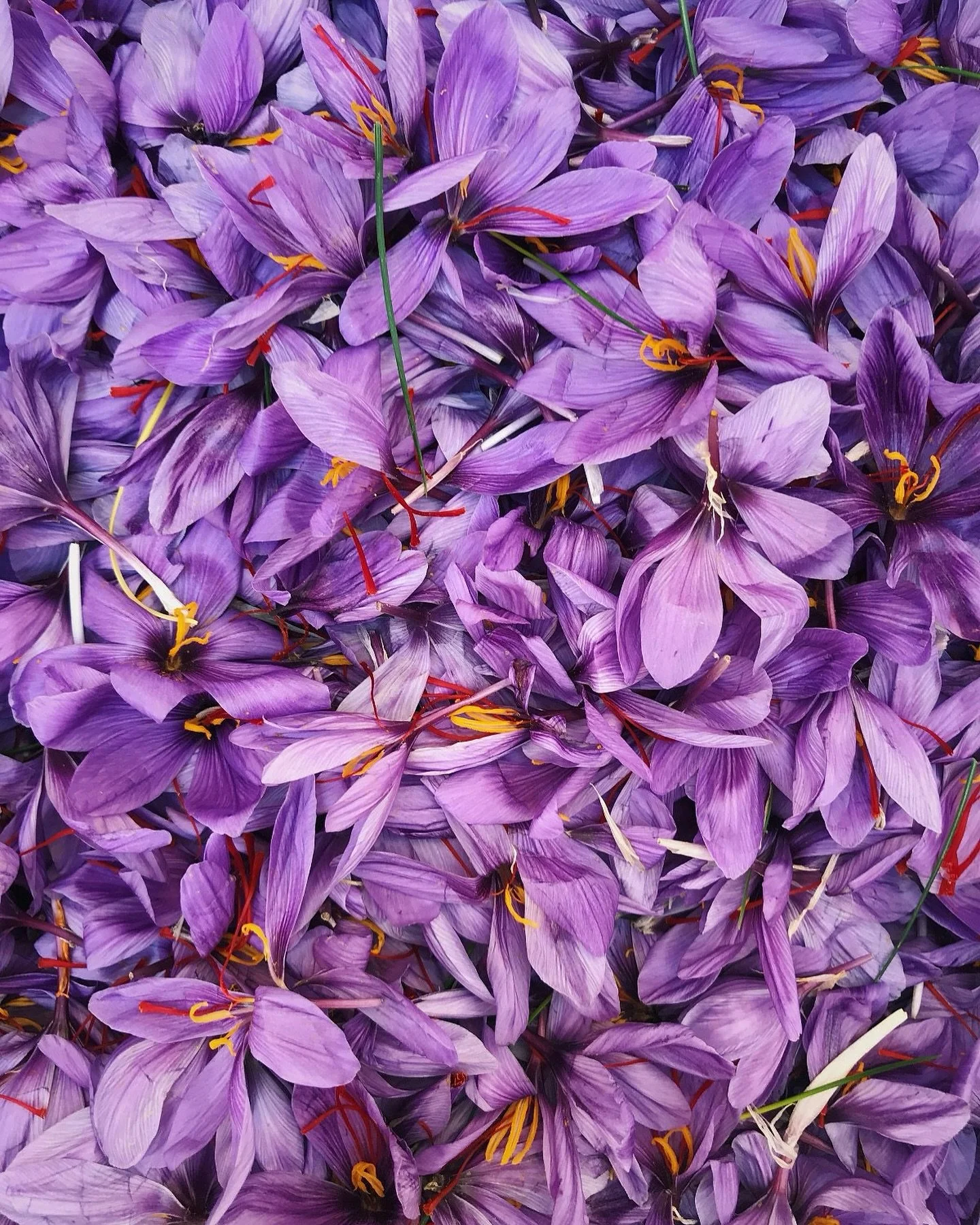 Threads of gold, born from a violet bloom.
Saffron &mdash; the soul of luxury, the scent of legend.

Used in rituals, royals&rsquo; kitchens, and sacred attars for centuries, saffron isn&rsquo;t just rare &mdash; it&rsquo;s revered.

At Kāyura, this 
