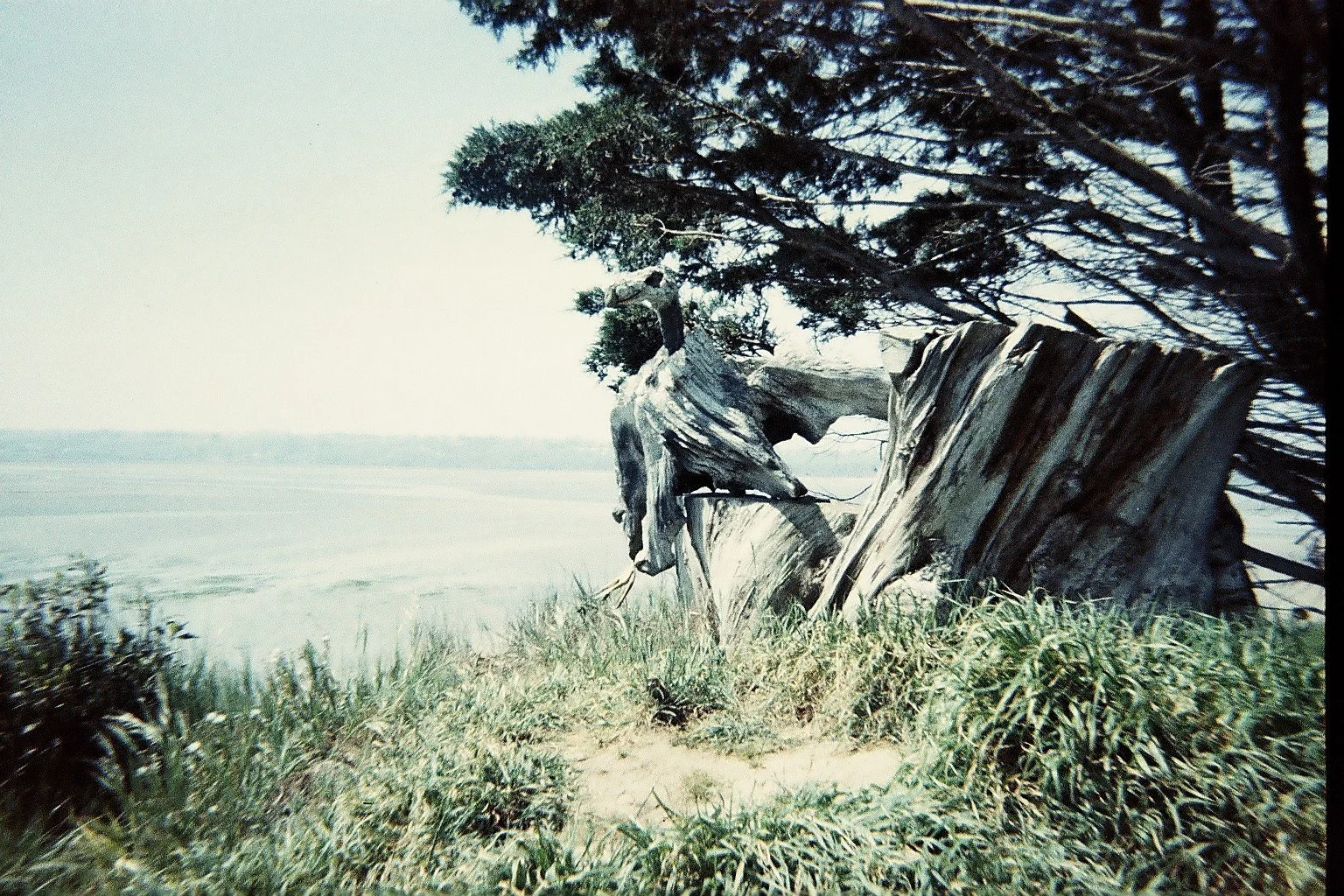 Acoustic Concert - Dottie