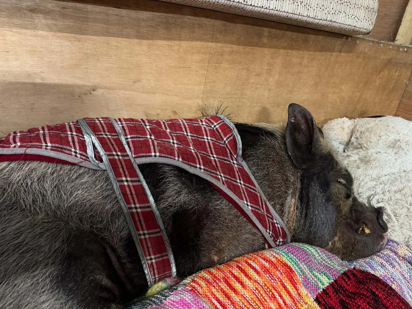 A dog lying on a colorful blanket, resting its head on a white pillow, wearing a red plaid harness, with a wooden wall and beige upholstered furniture in the background.