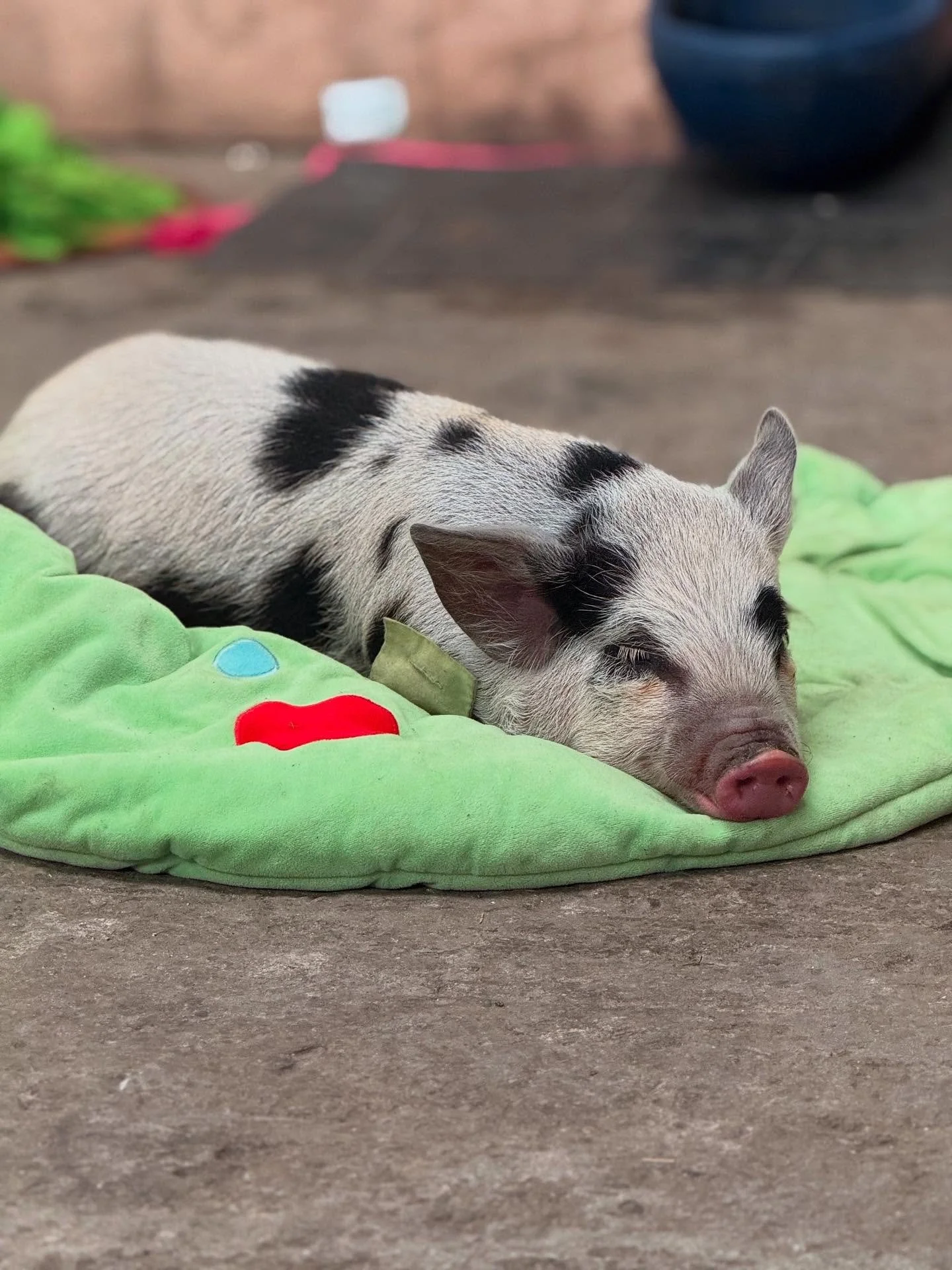 A black and white piglet sleeping on a bright green blanket on a concrete surface.