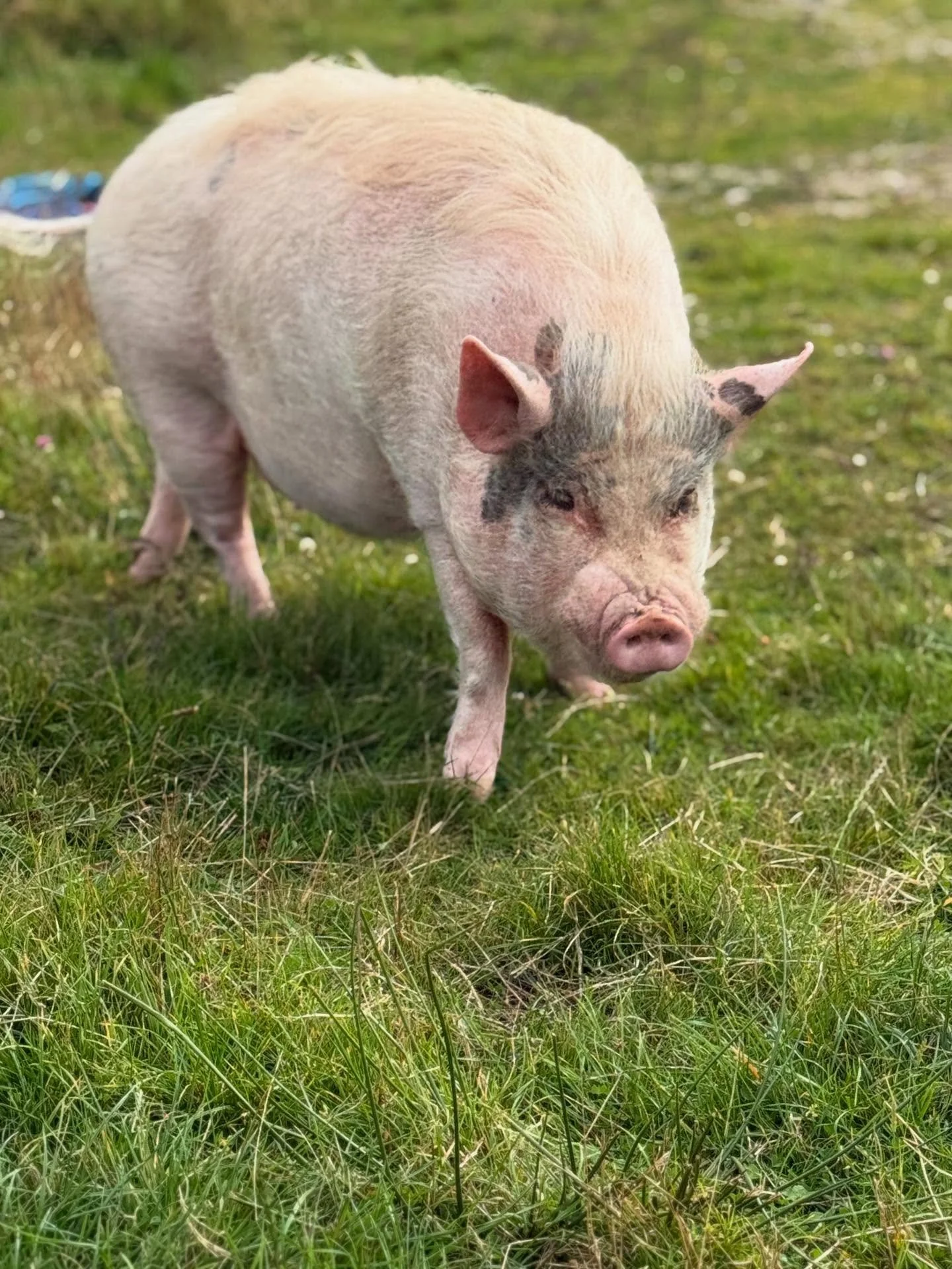 A pig with a white body and black markings on its face, standing on green grass outdoors.