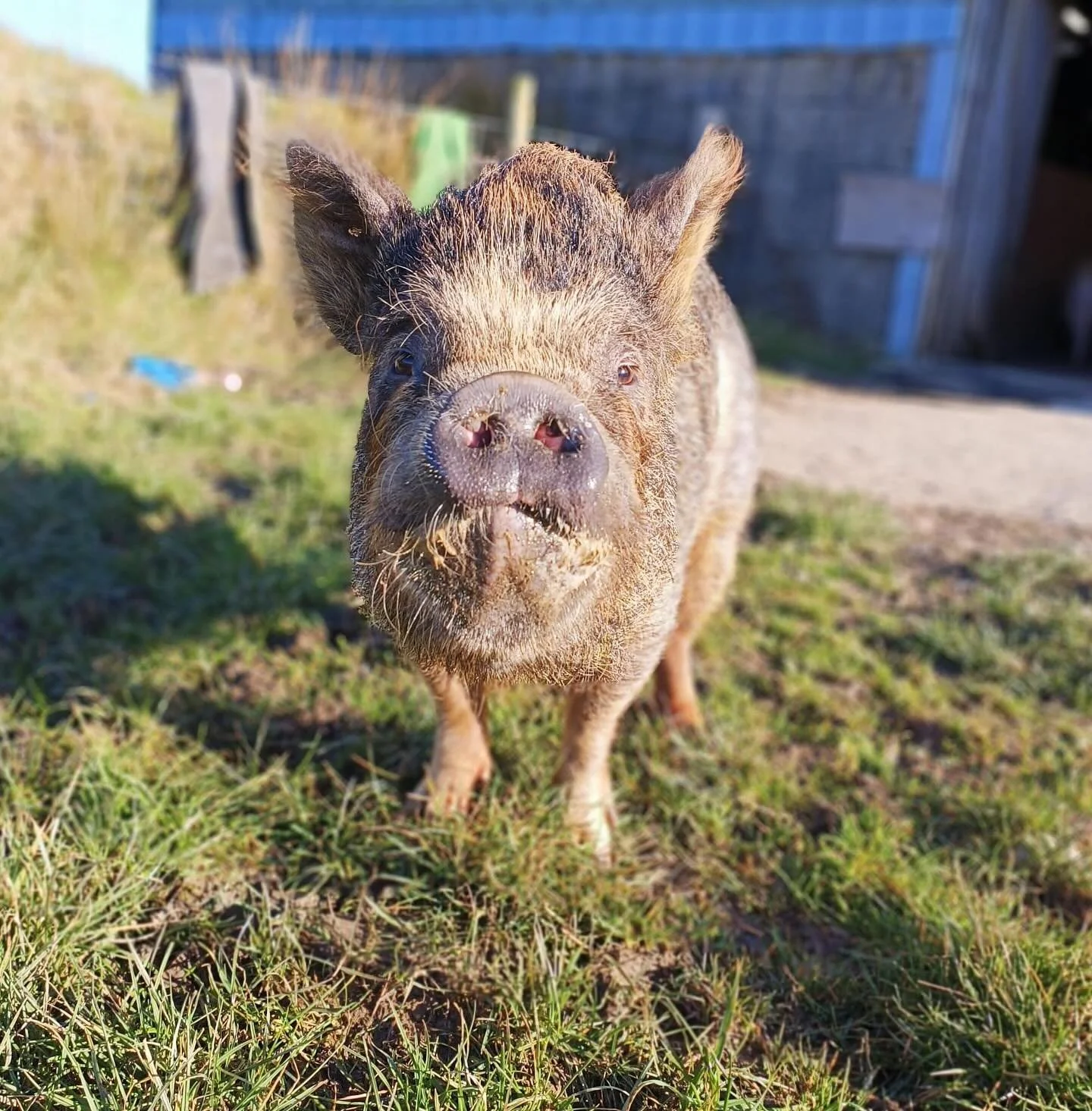 Happy Mother’s Day! Check out our beautiful mamas in the sanctuary…