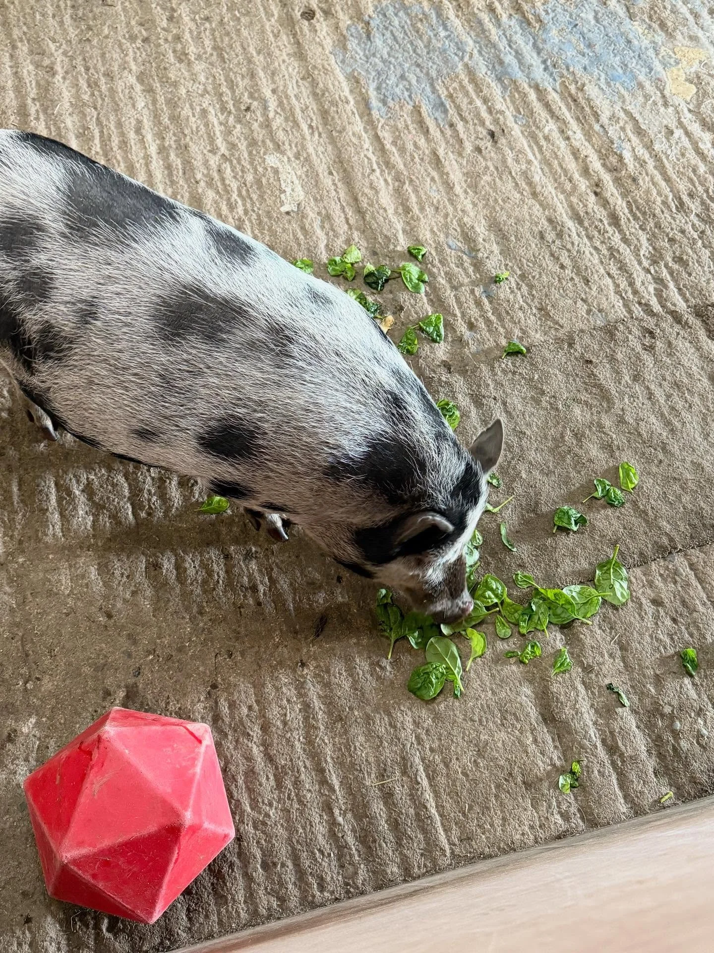 A pig with black and white spots eating green leaves on a textured gray concrete surface, with a red geometric-shaped object nearby.