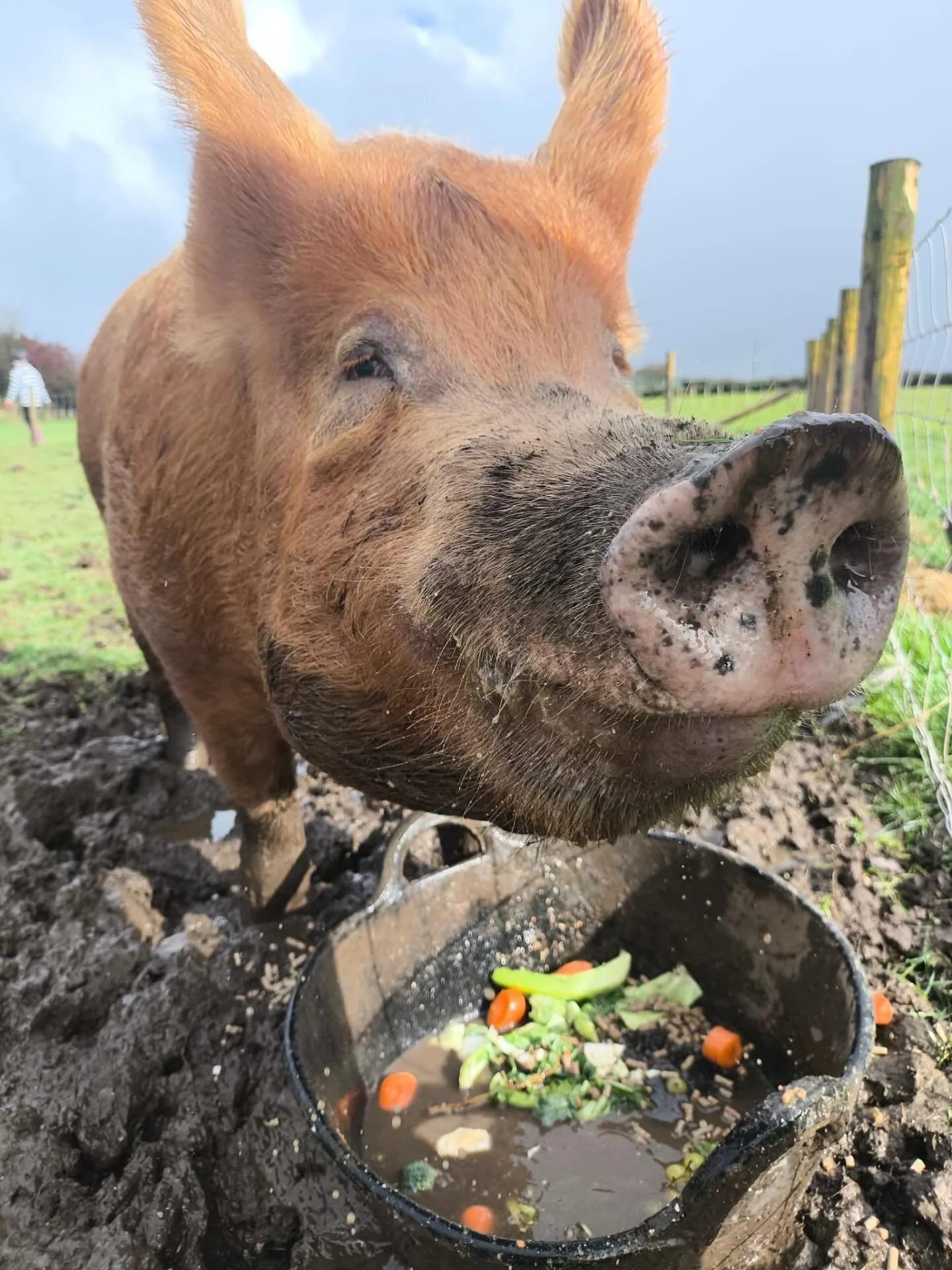 A close-up of a pig in a muddy field, eating from a black bucket filled with vegetables and water. The pig has a large snout and appears to be muddy and content.