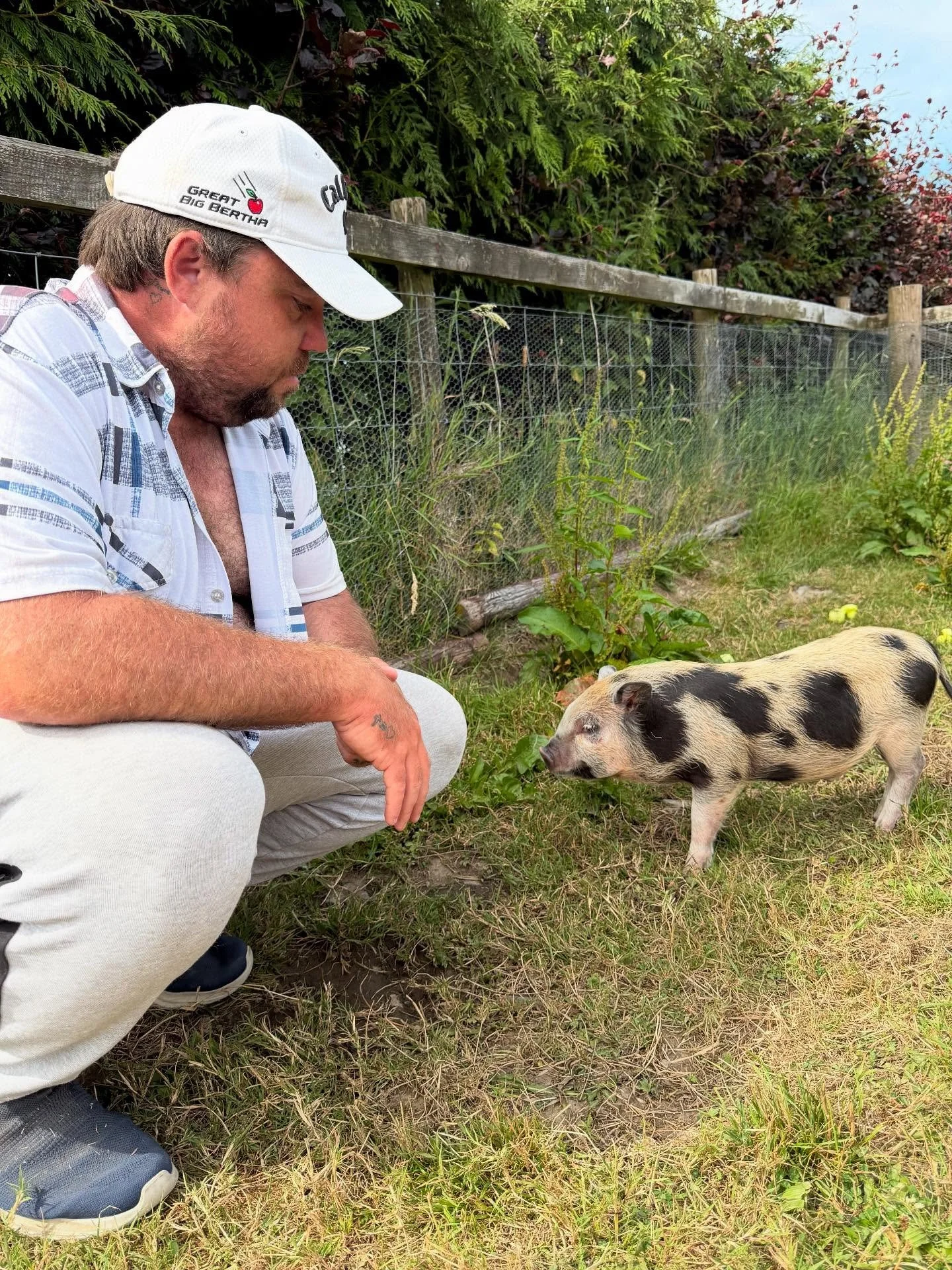 A man crouching down and looking at a small piglet in a grassy yard with a wire fence and trees in the background.