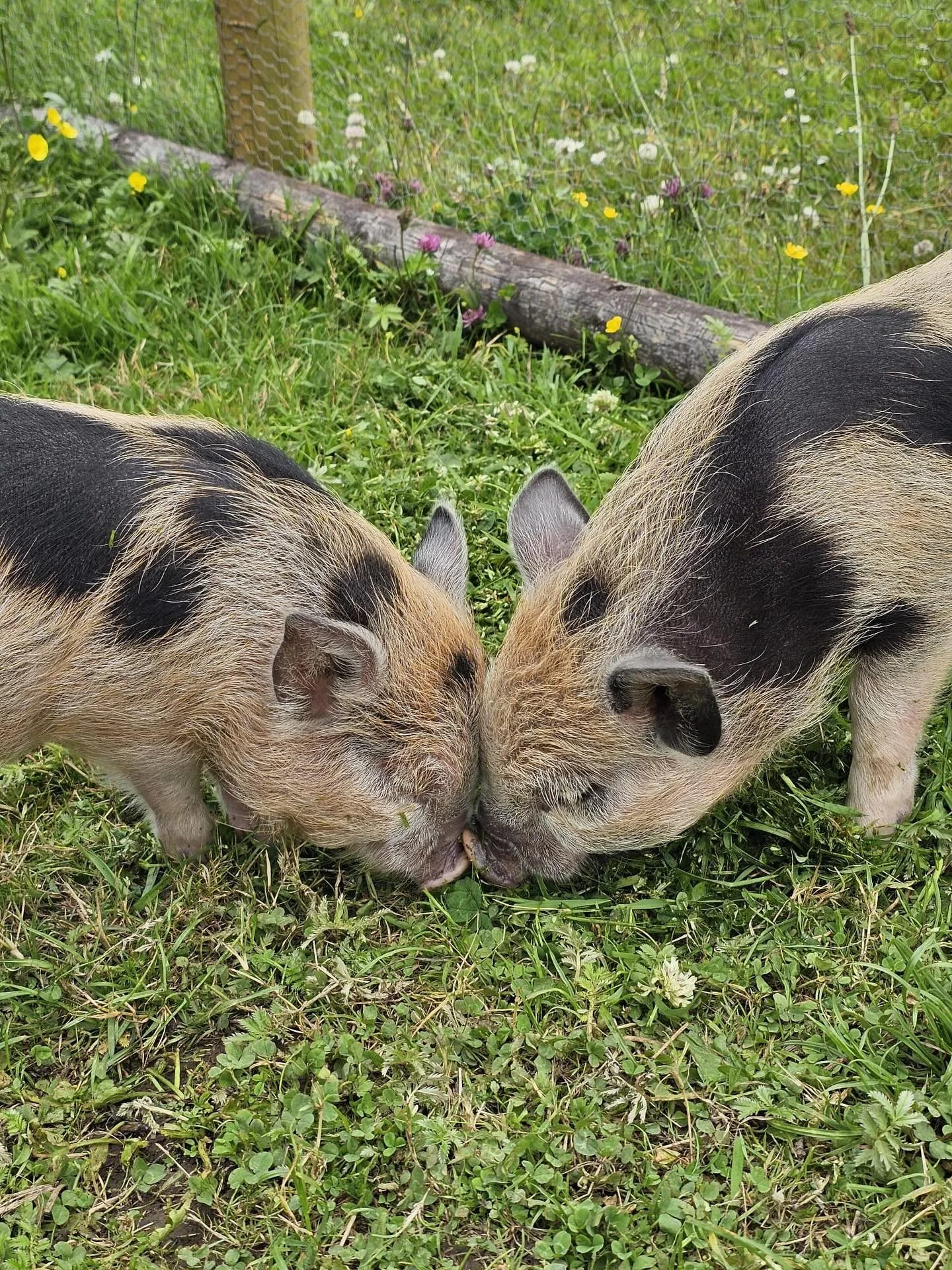 Two piglets with black, white, and brown patches touching noses in a grassy enclosure with small yellow and white flowers, a wooden log, and a wire fence in the background.
