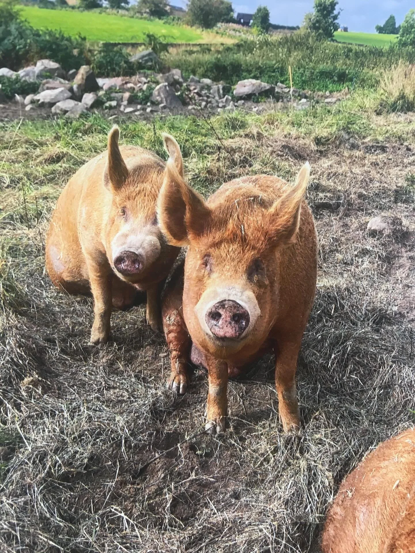 Two young pigs standing in a rural farm field, surrounded by grass, rocks, and distant trees.