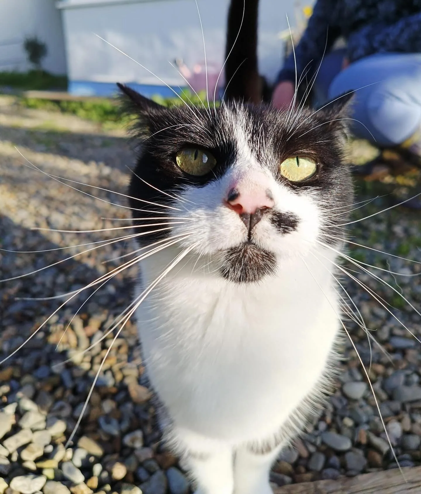 Close-up of a black and white cat with yellow-green eyes, pink nose, and distinctive black markings on its face, outdoors on rocky ground.
