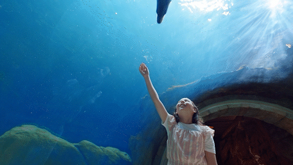 SEAWORLD – THERE’s MORE TO SEA