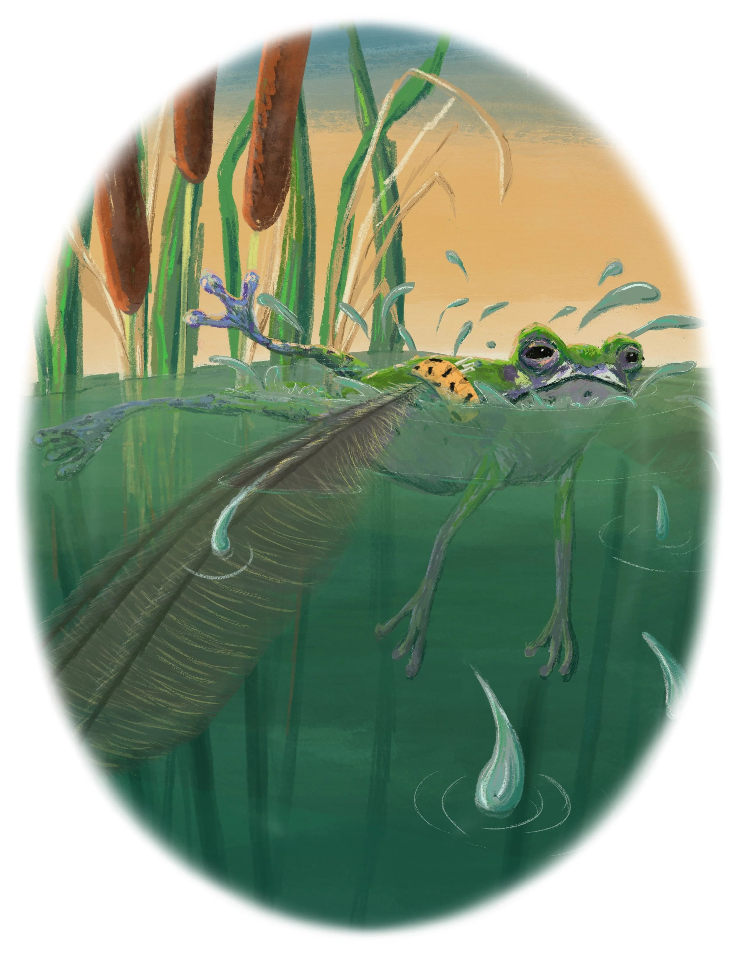 Fallen Tree Frog.JPEG