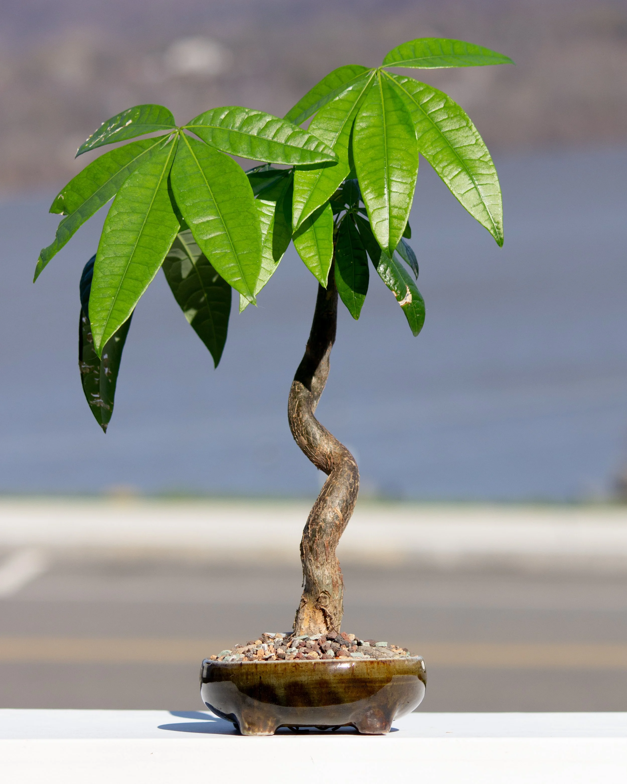 greencup-1.jpg