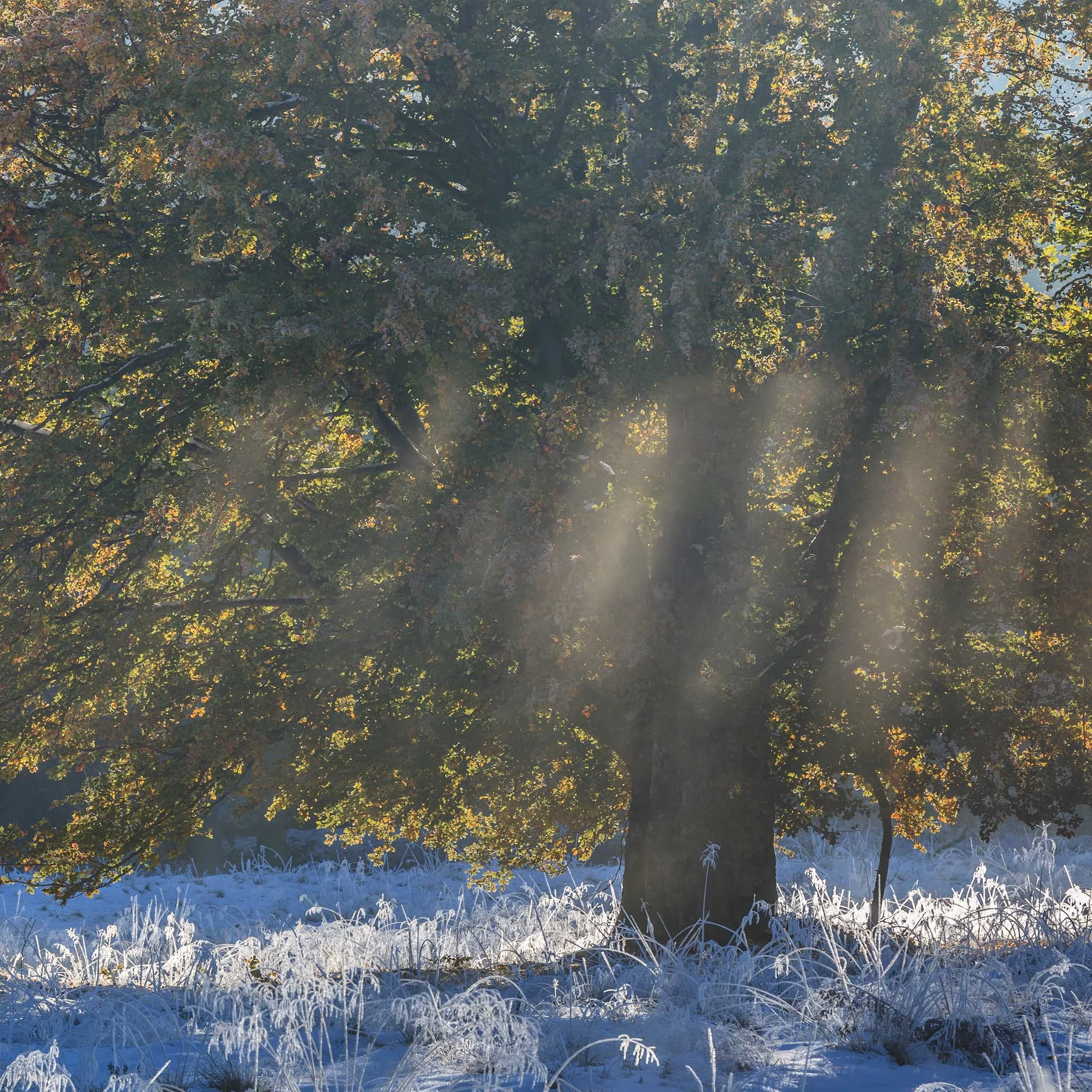 A Gentle Beginning to the New Year